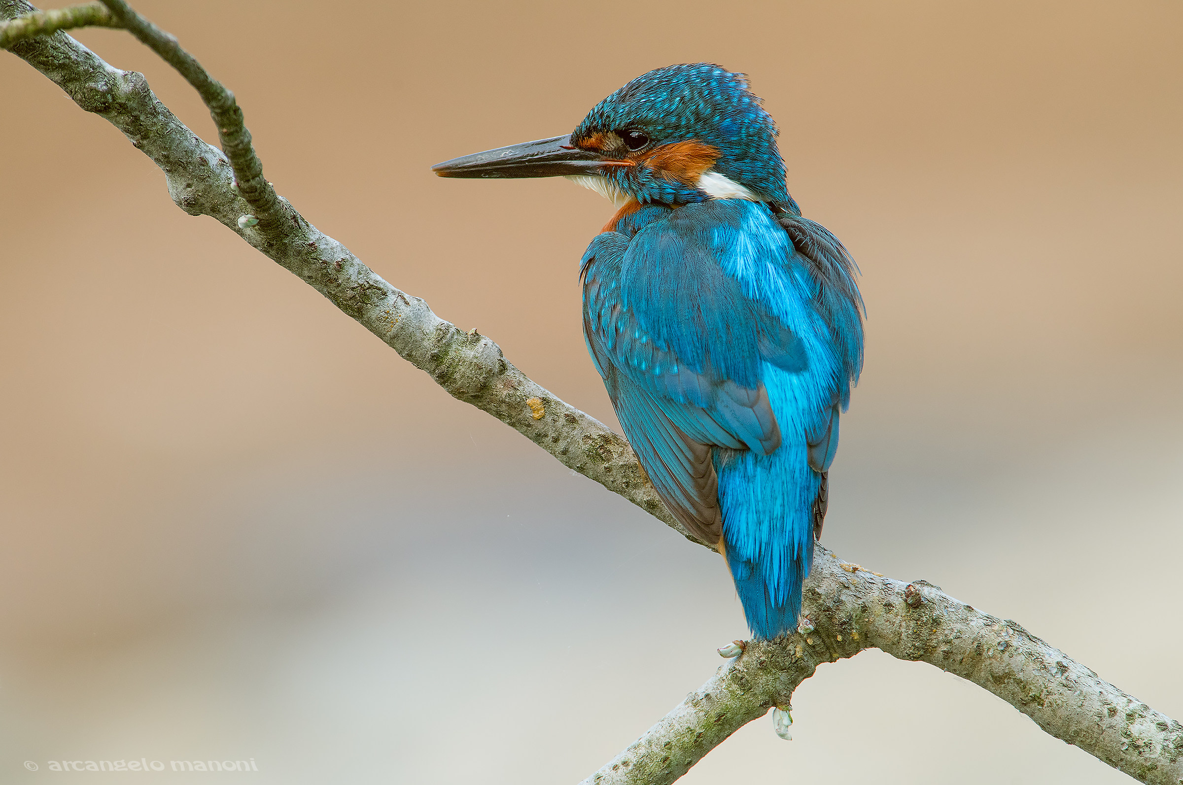 The gentleman in blue