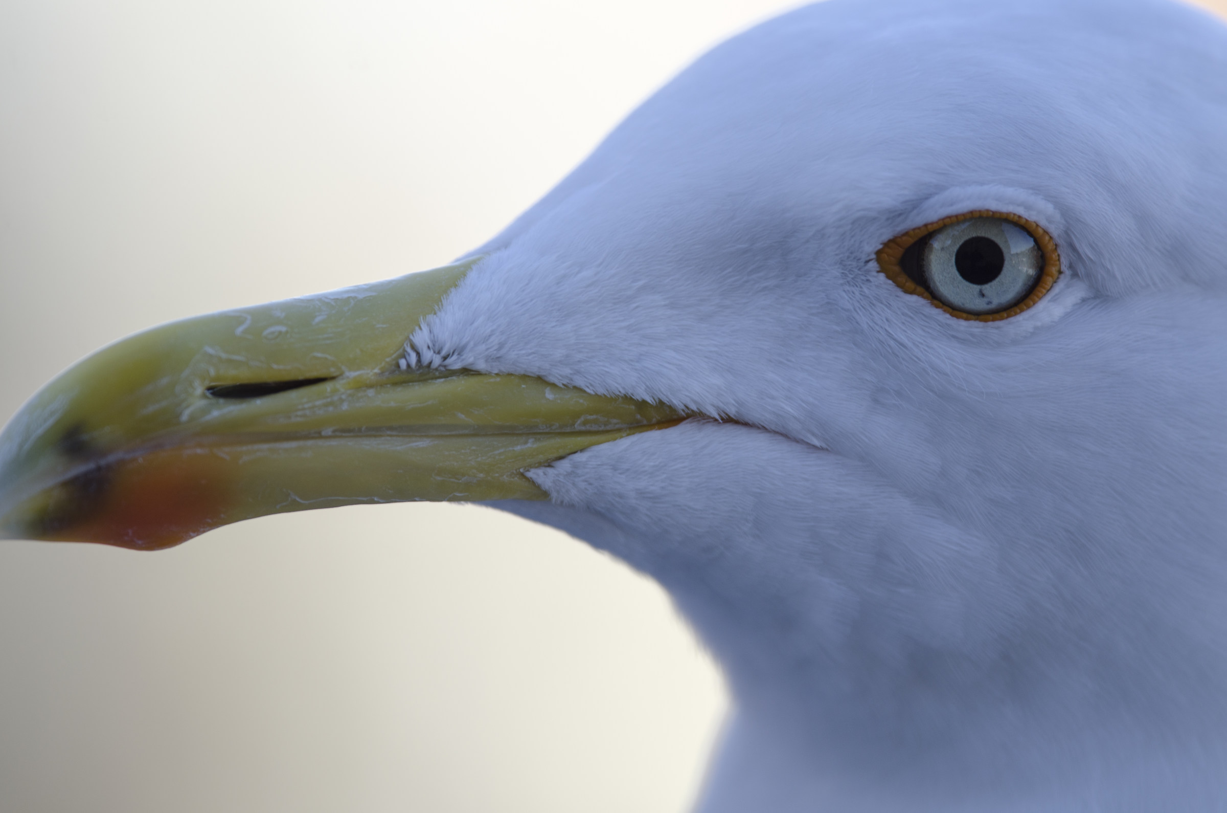Seagull