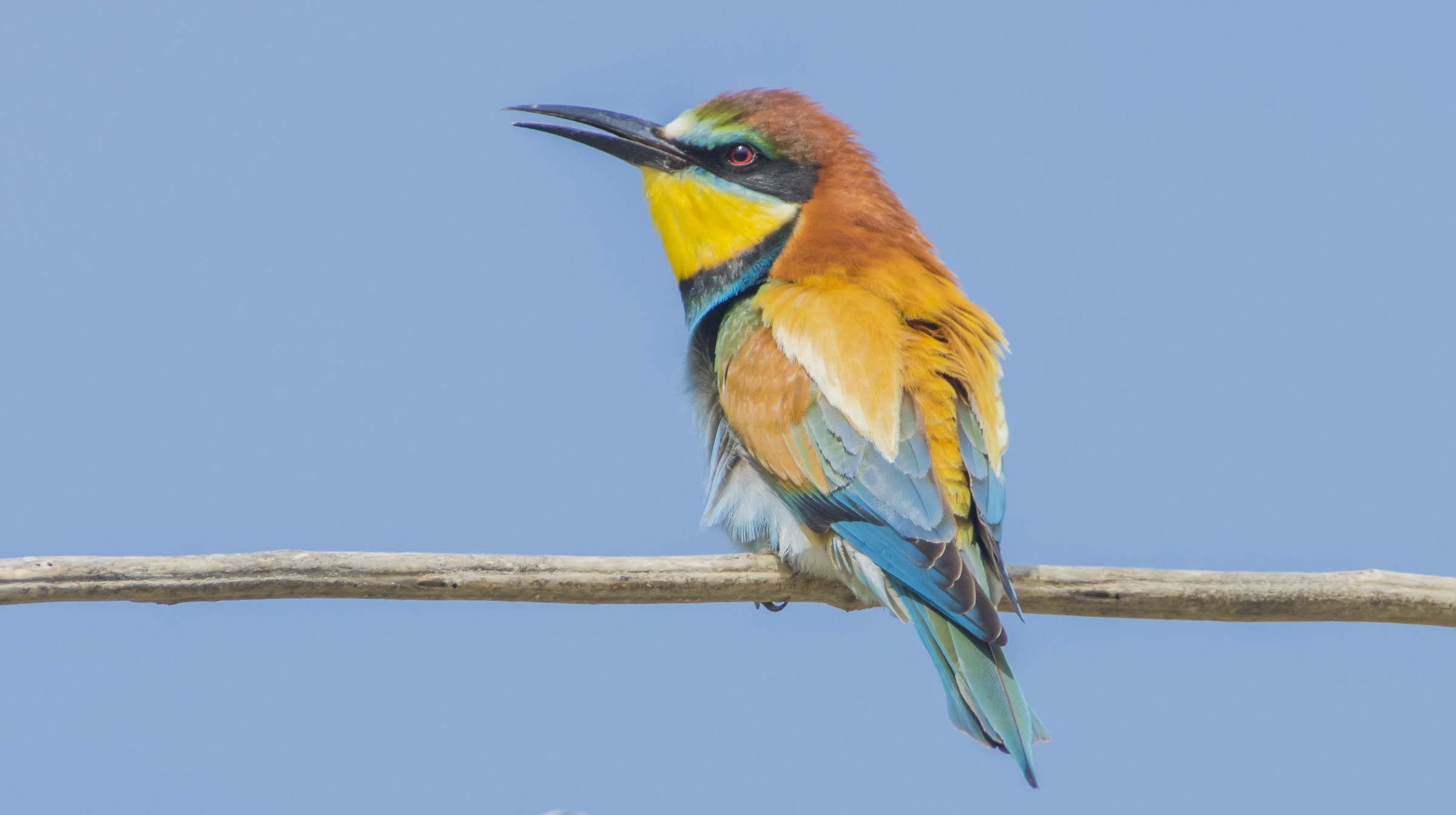 Bee eater