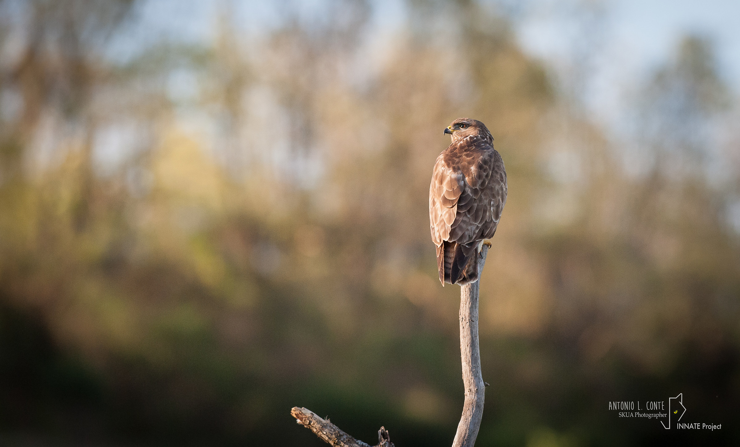 buzzard