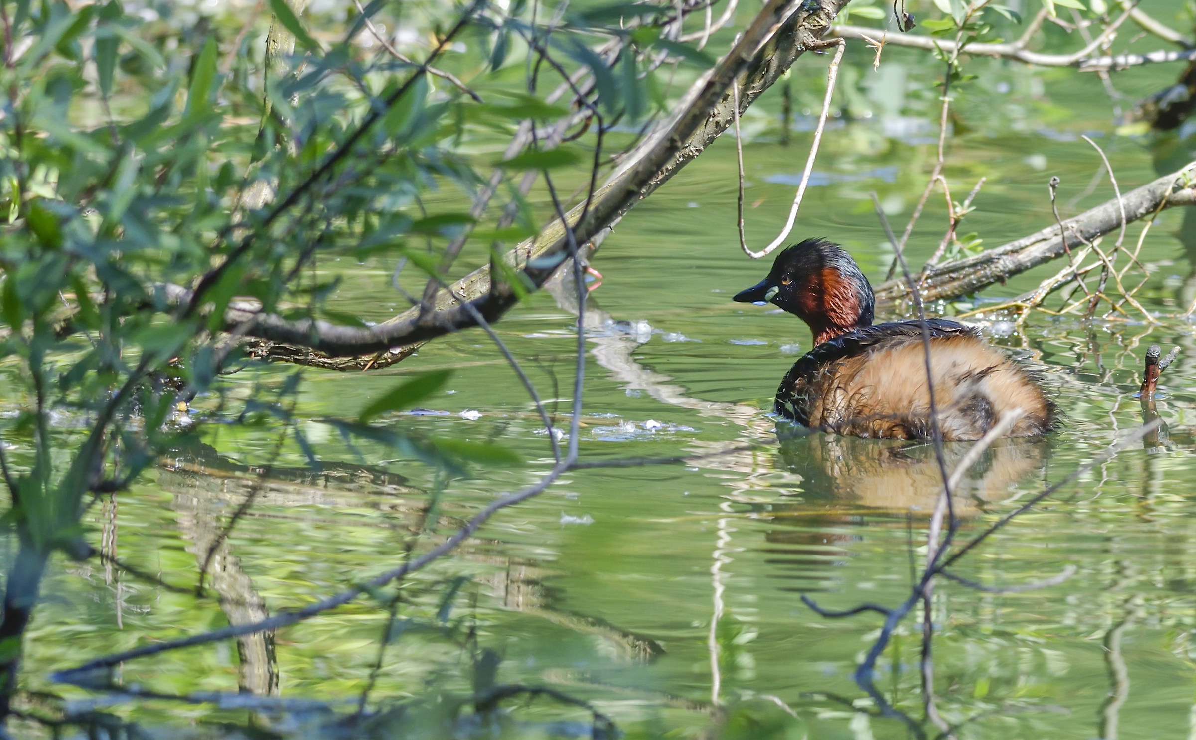 Little Grebe