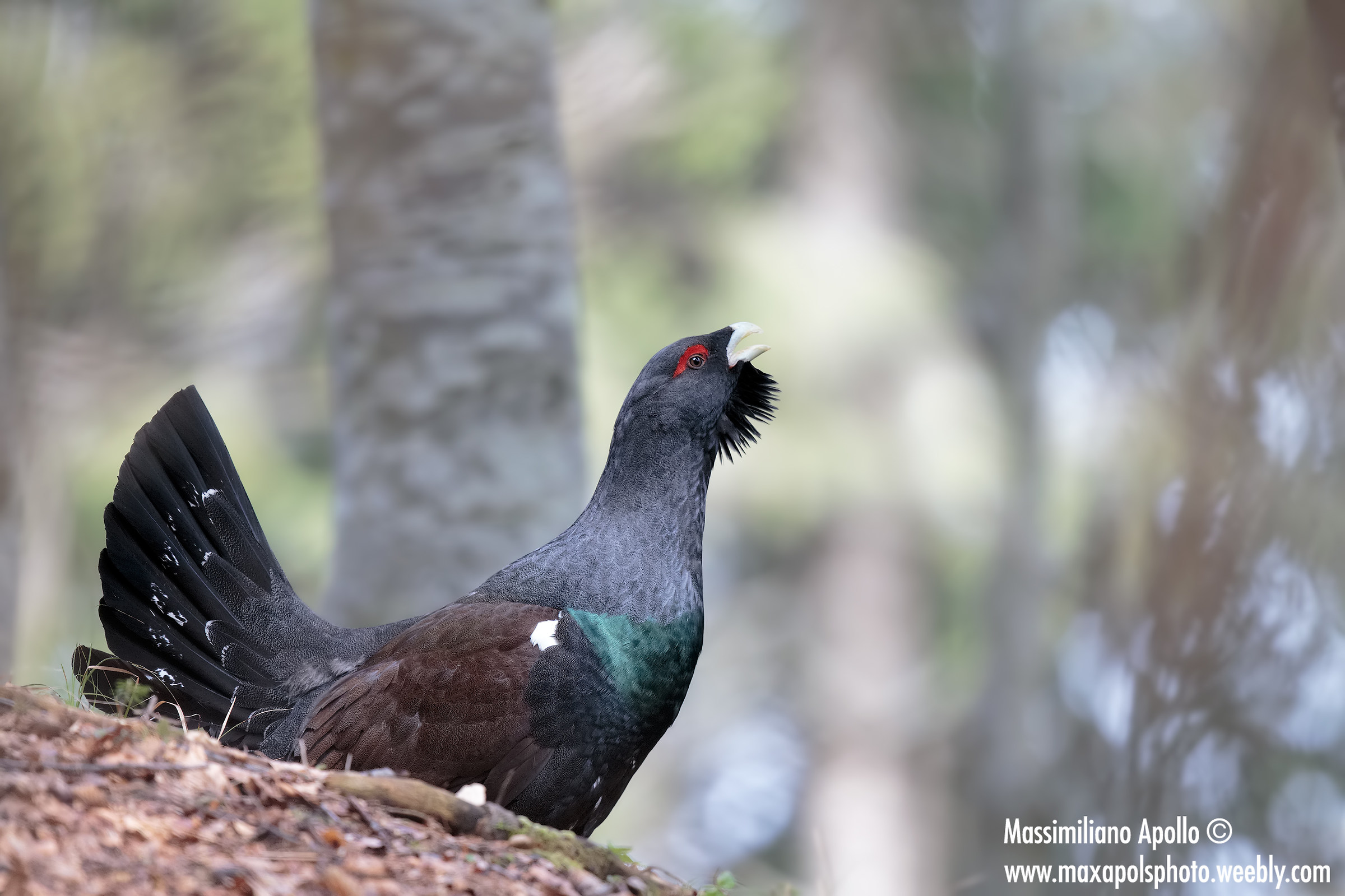 The king of the wood ..