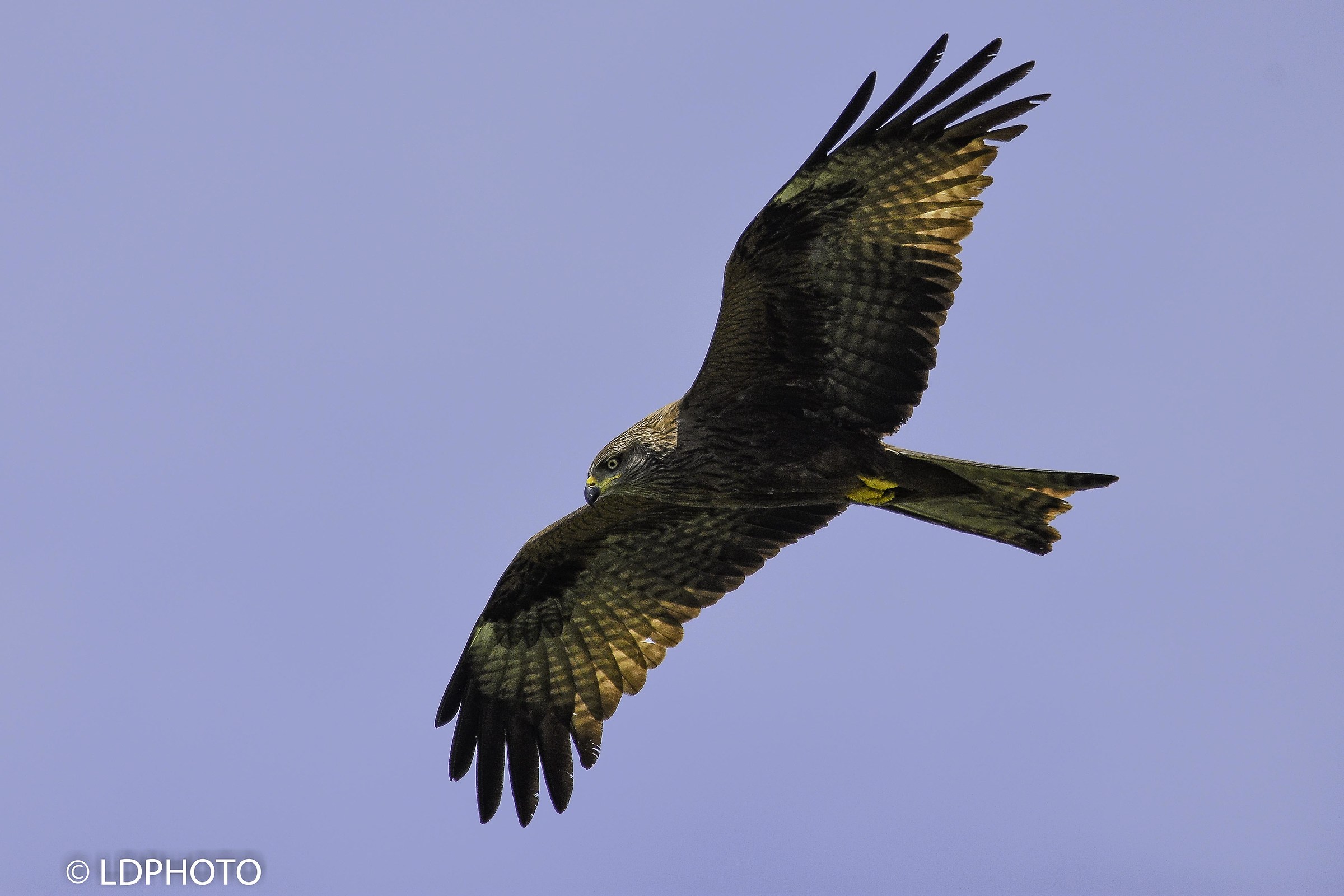 Brown thorn (milvus migrans)