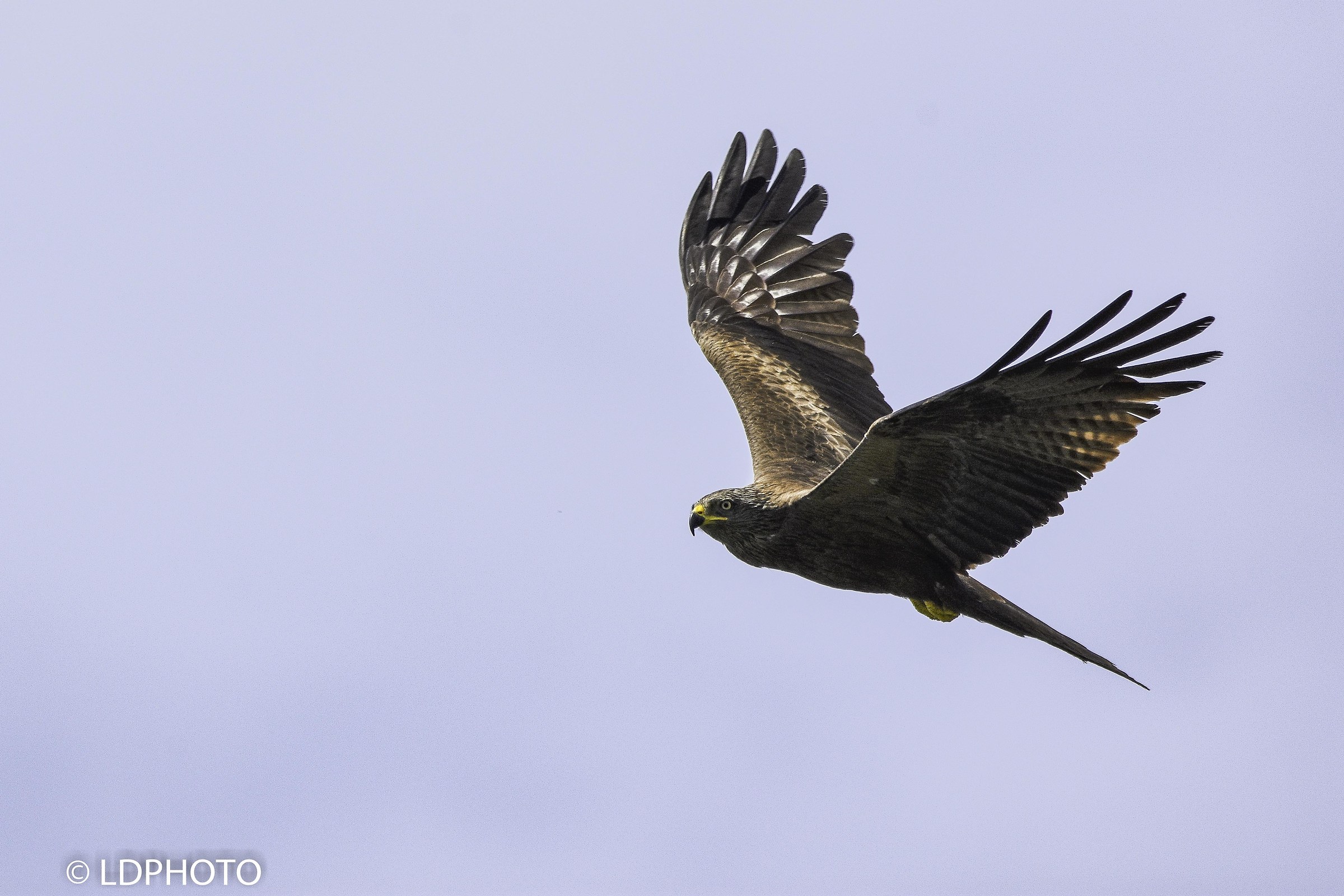 Nibbio bruno (milvus migrans)
