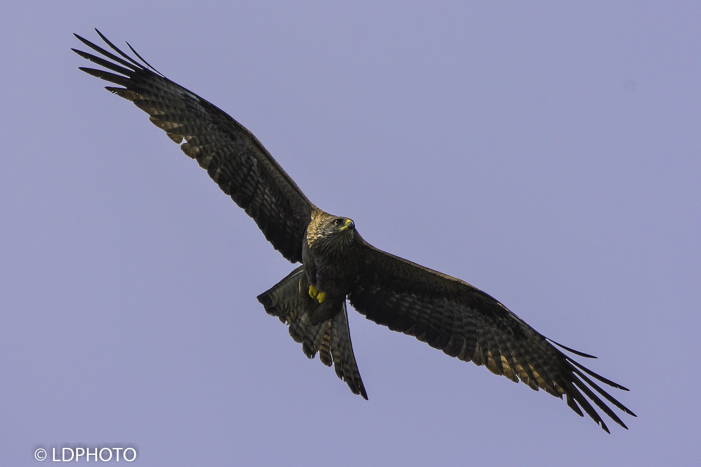 Nibbio bruno (milvus migrans)