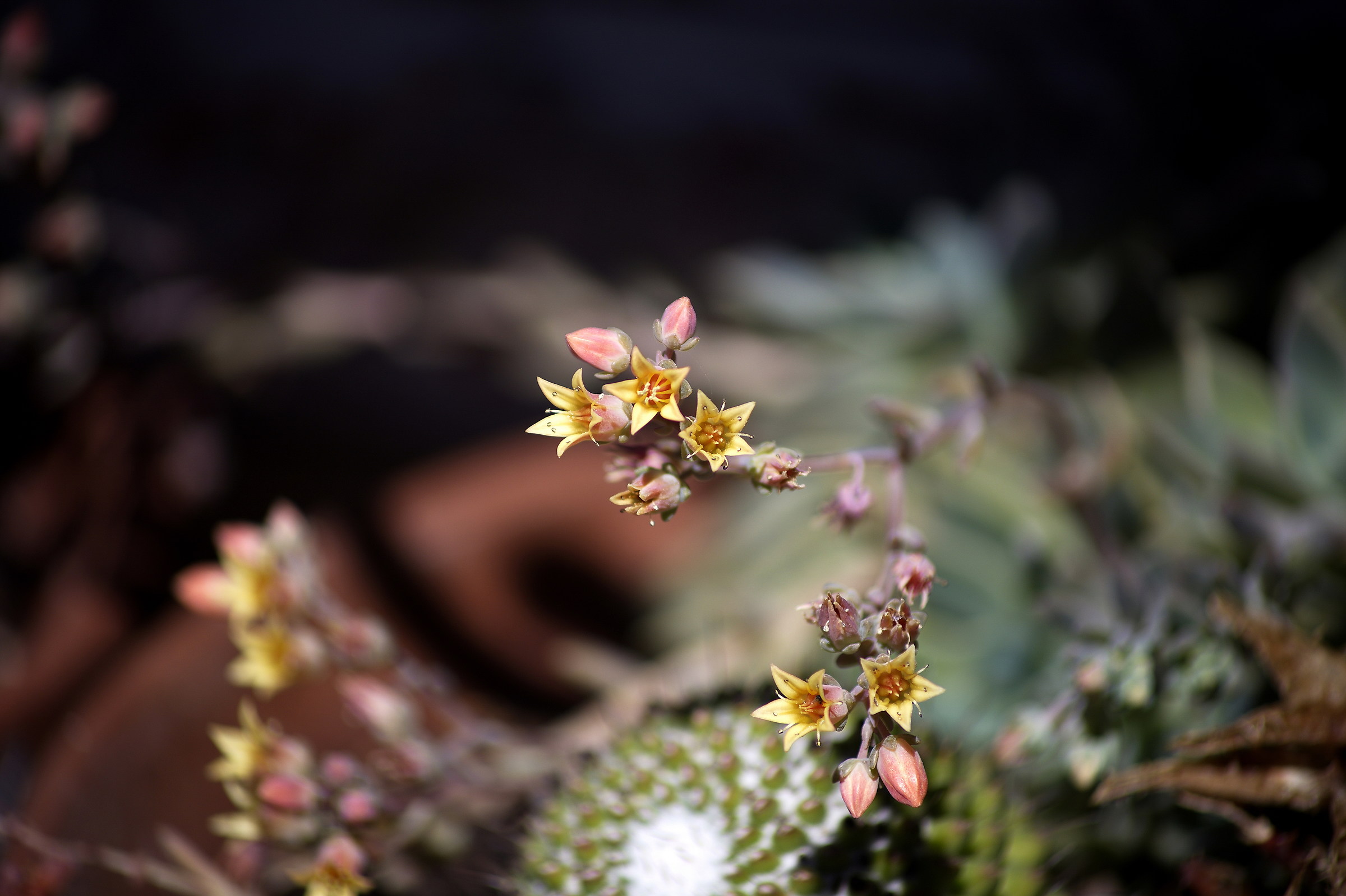 succulent plant flowers