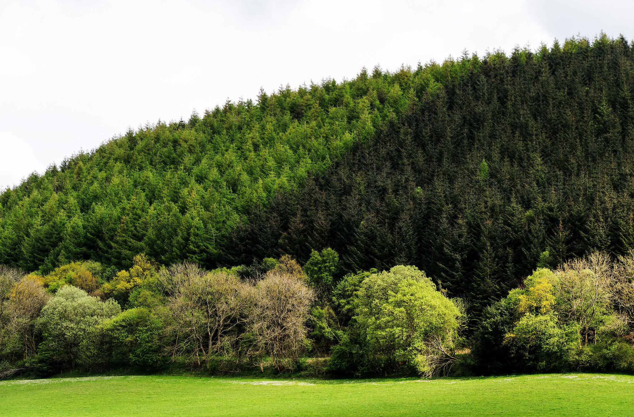 Foresta Di Verdi Contrasti
