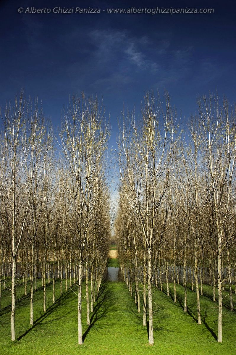 Shapes and colors of a poplar grove
