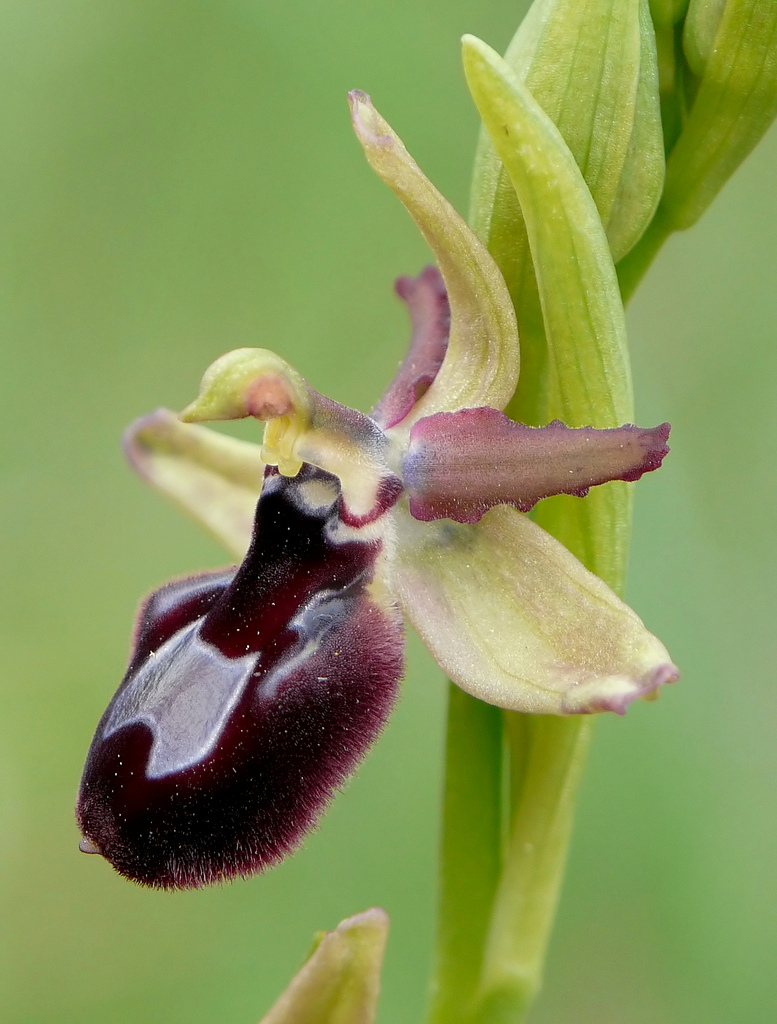 Hybrid-X Ophrys Ophrys bertoloniiformis incubated