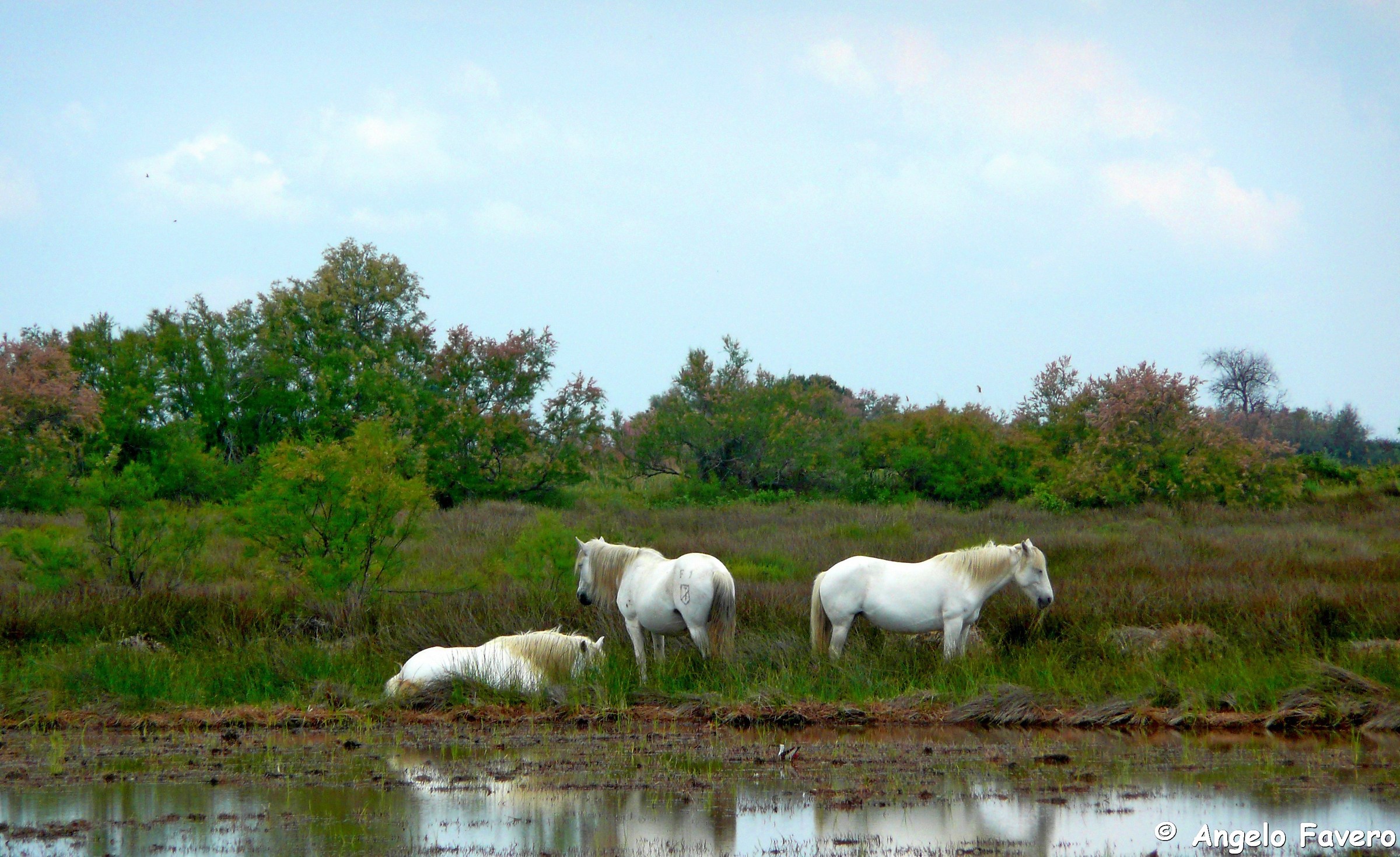 cavalli Camargue