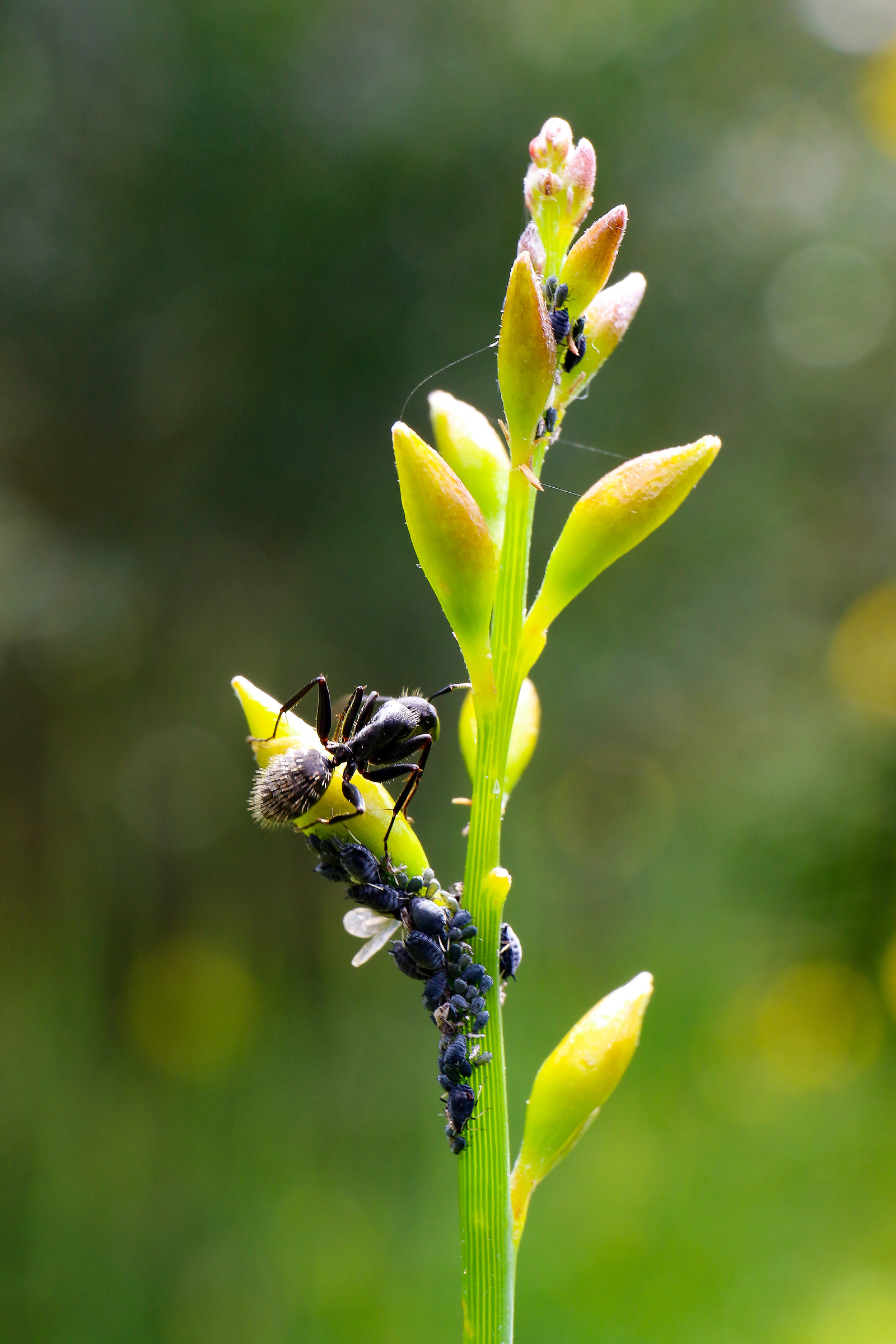 Camponotus (the formicone)