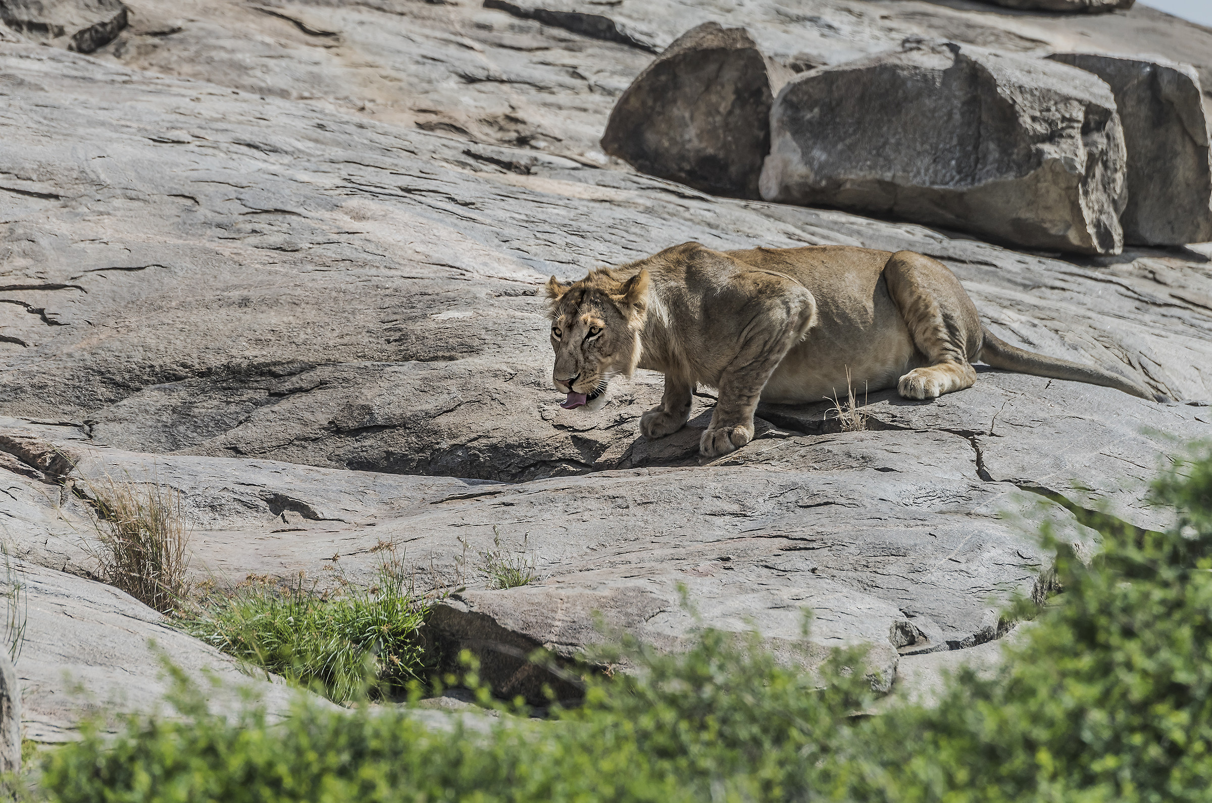 Tanzania 2017 - Sul Kopje