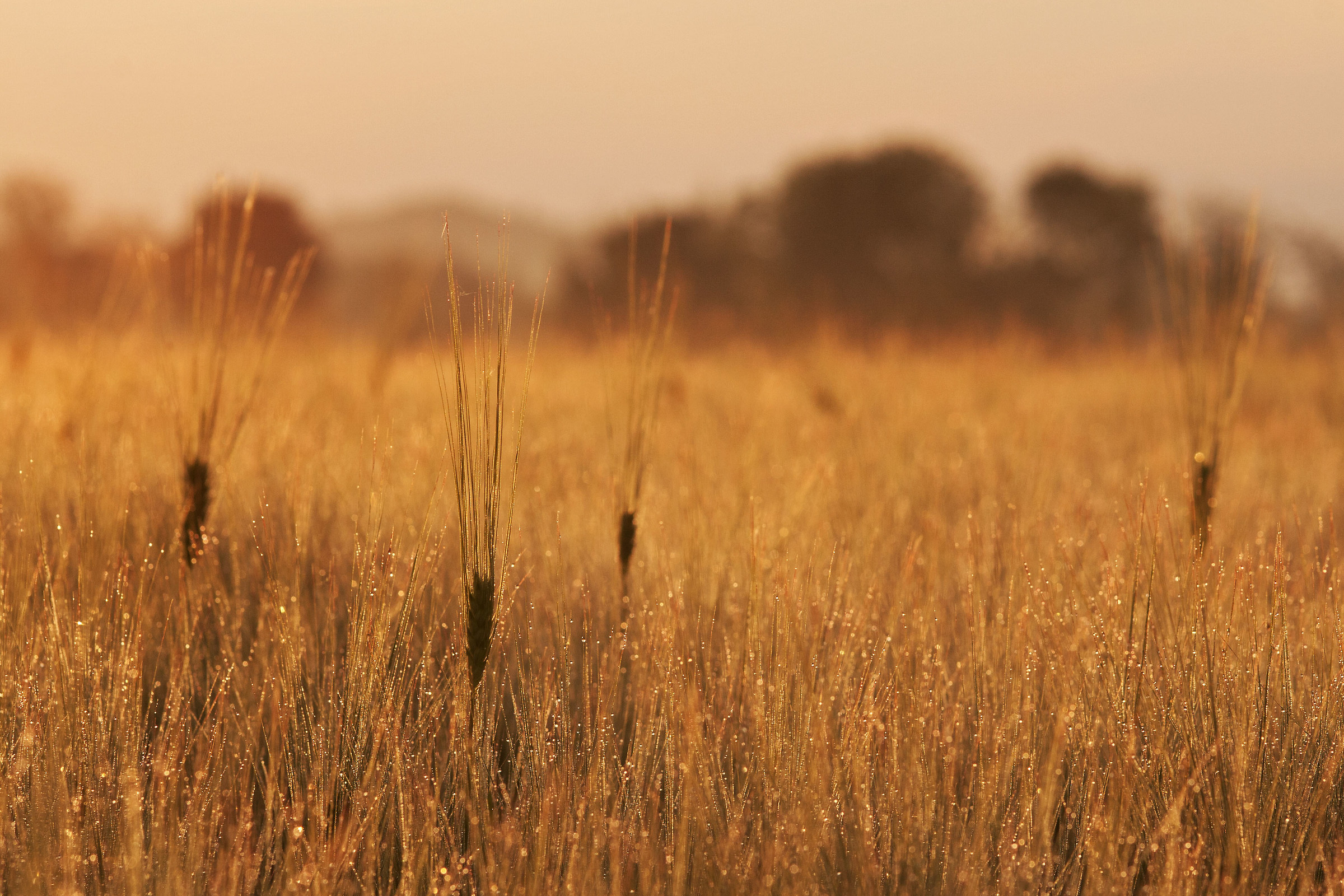 Albeggia su un campo di grano