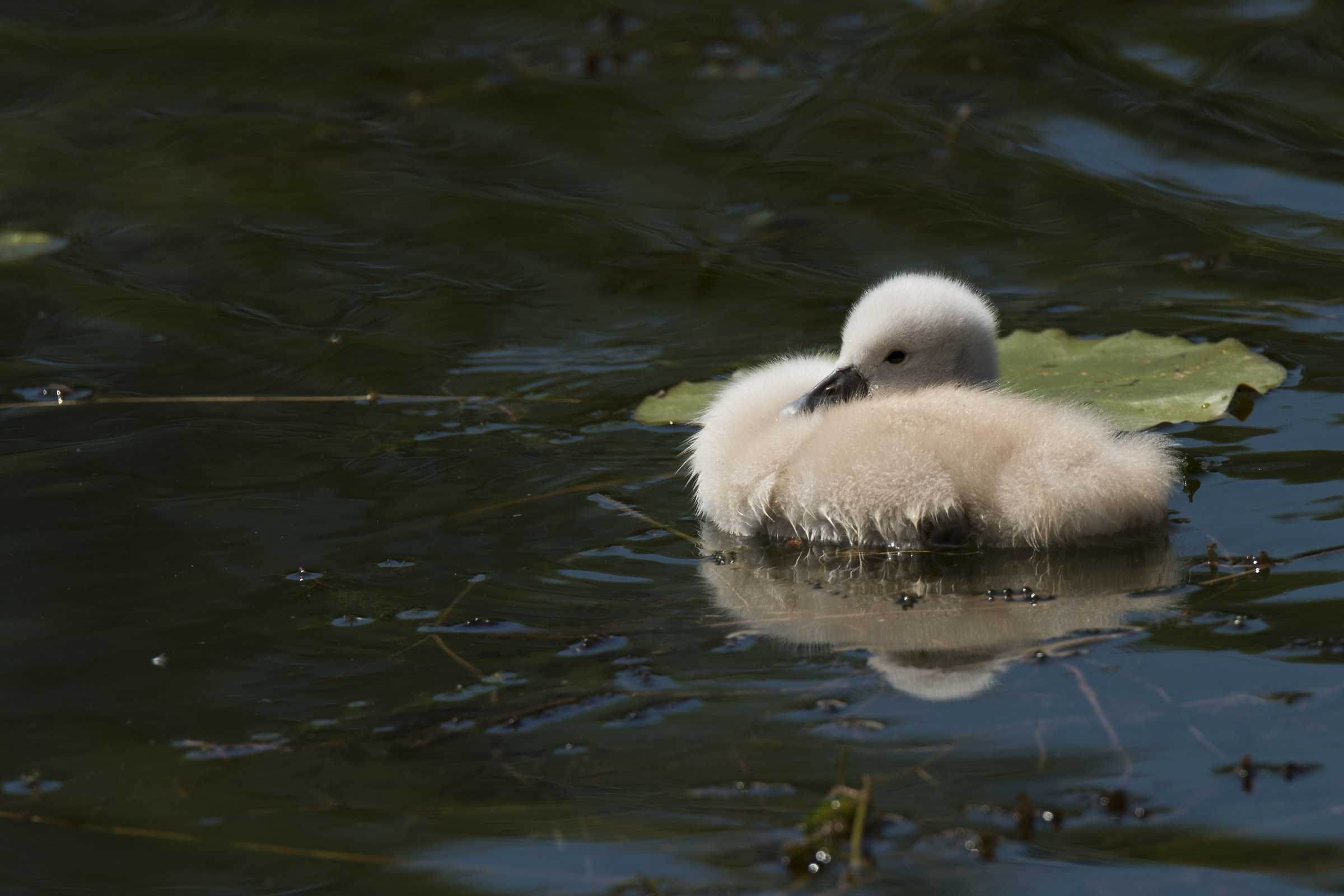 Small Swan