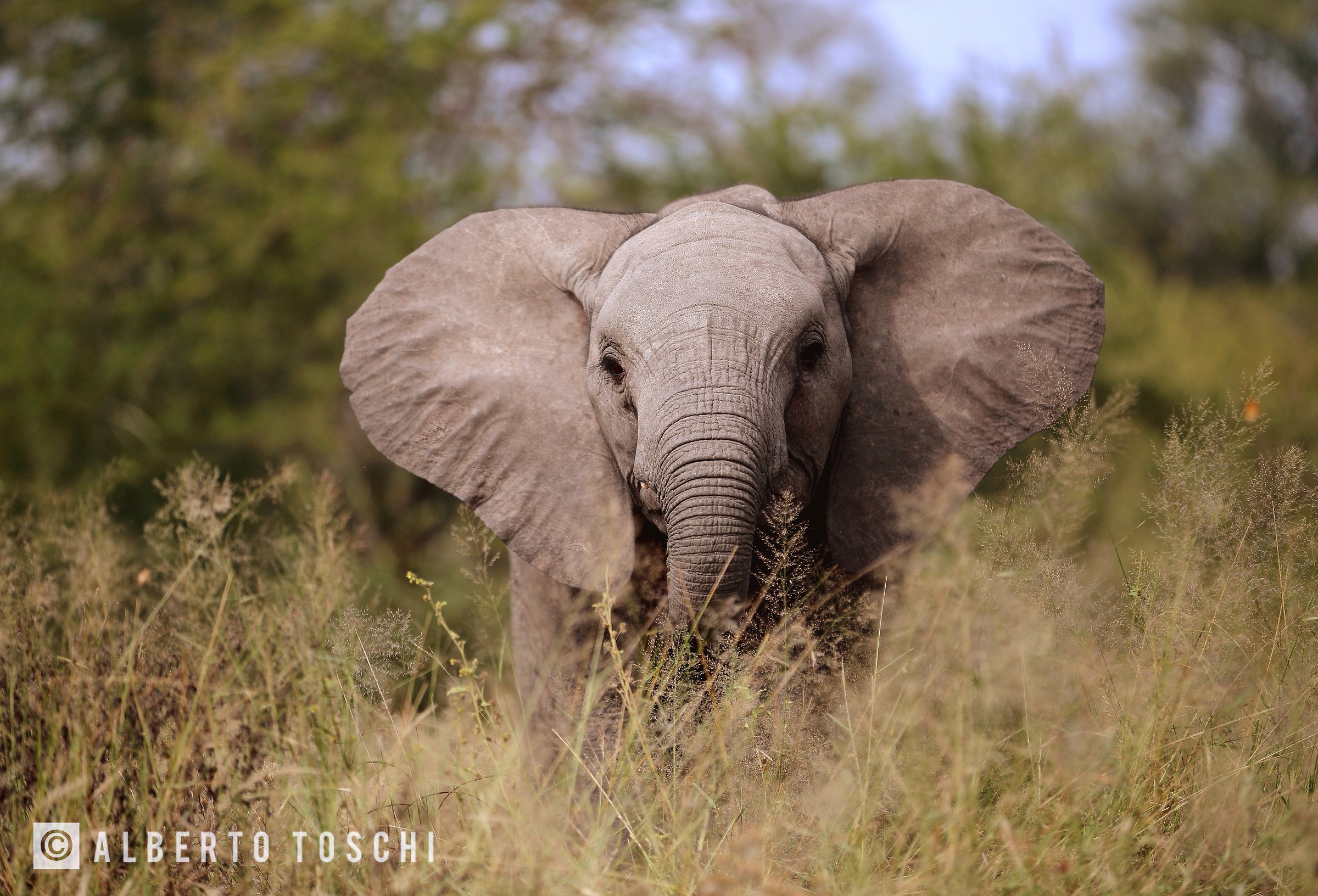 Young elephant