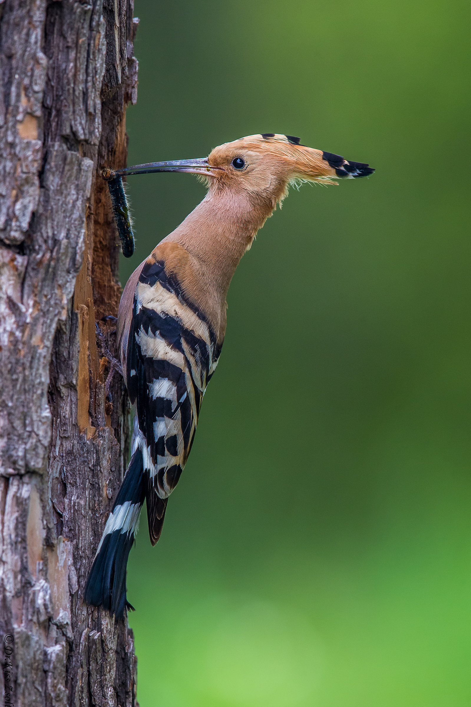 Hoopoo al nido