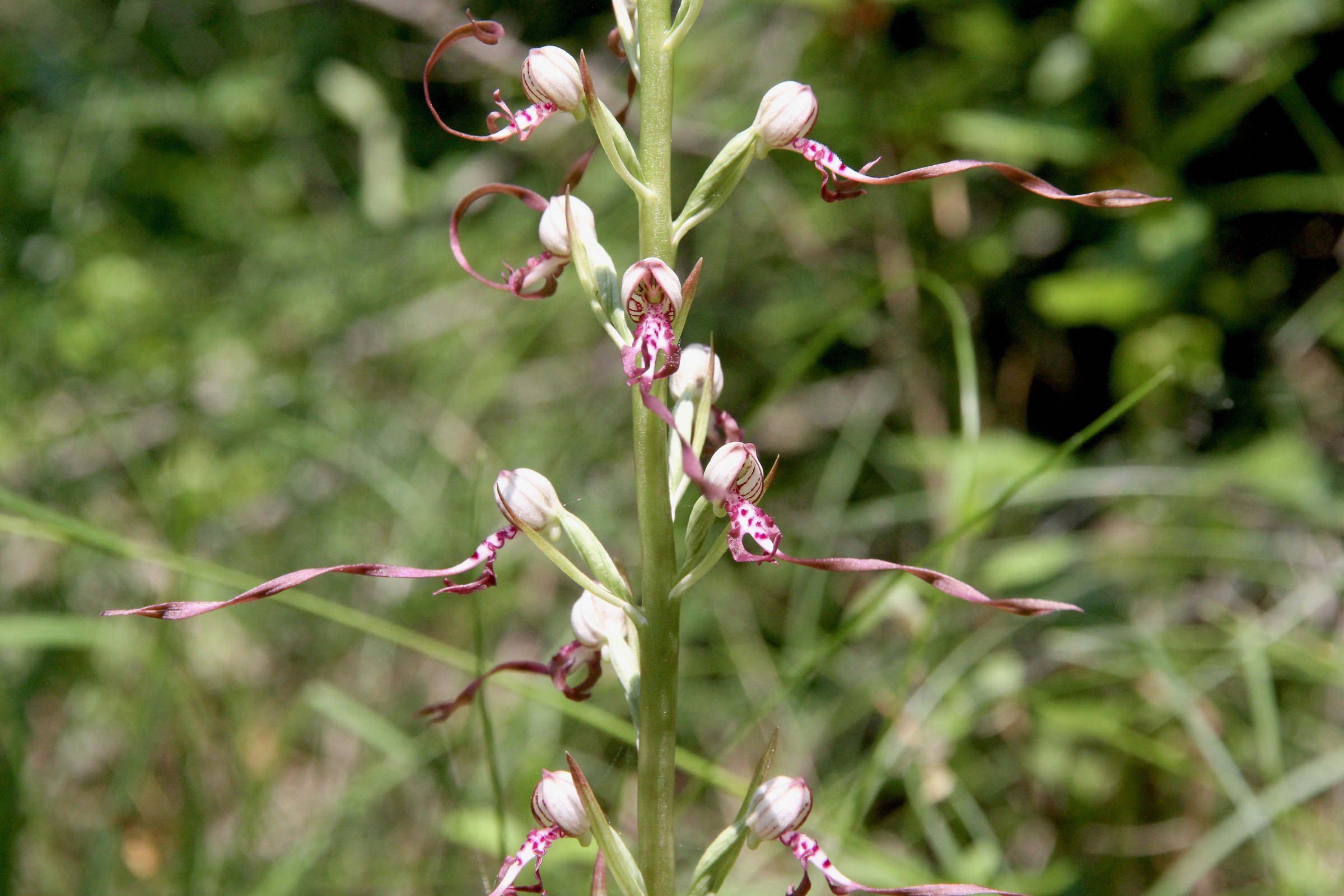 Himantoglossum adriaticum