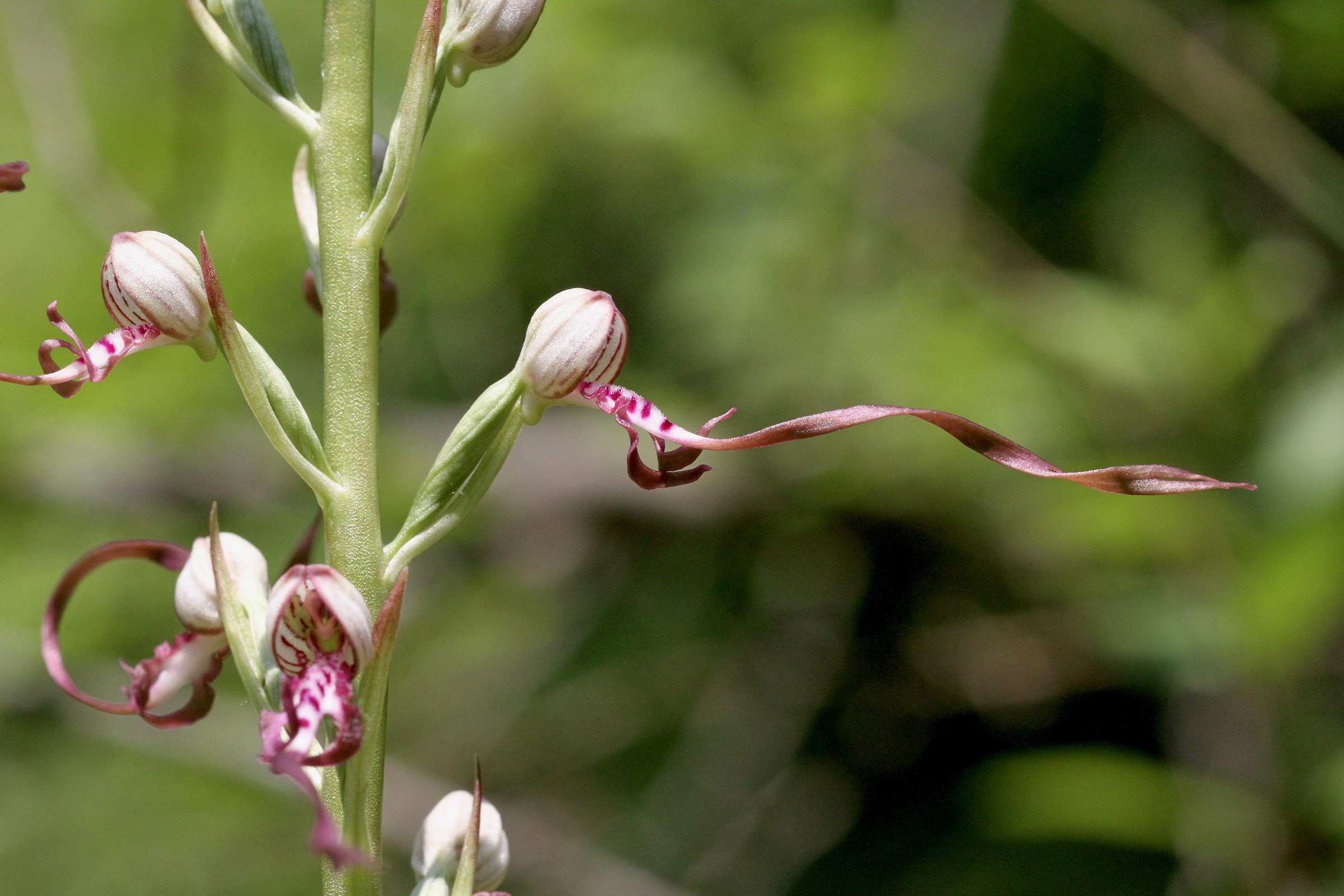 Himantoglossum adriaticum