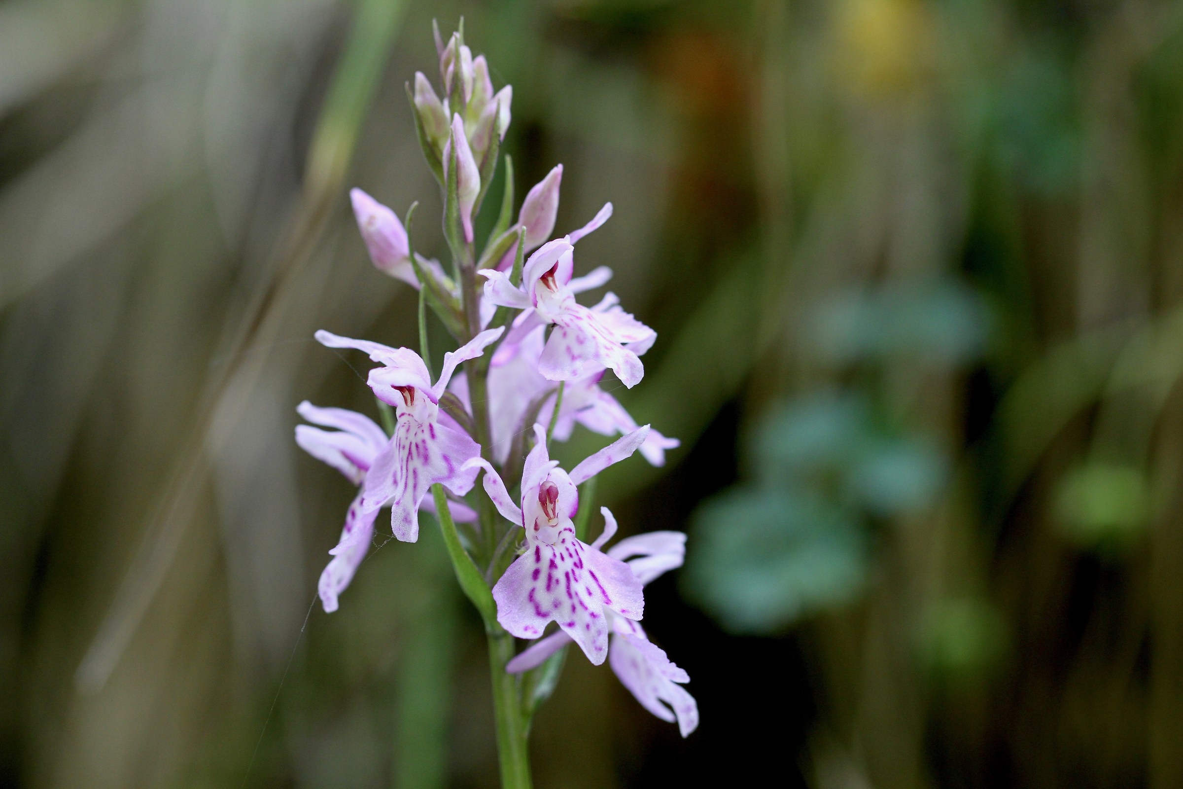Dactylorhiza Fuchsie