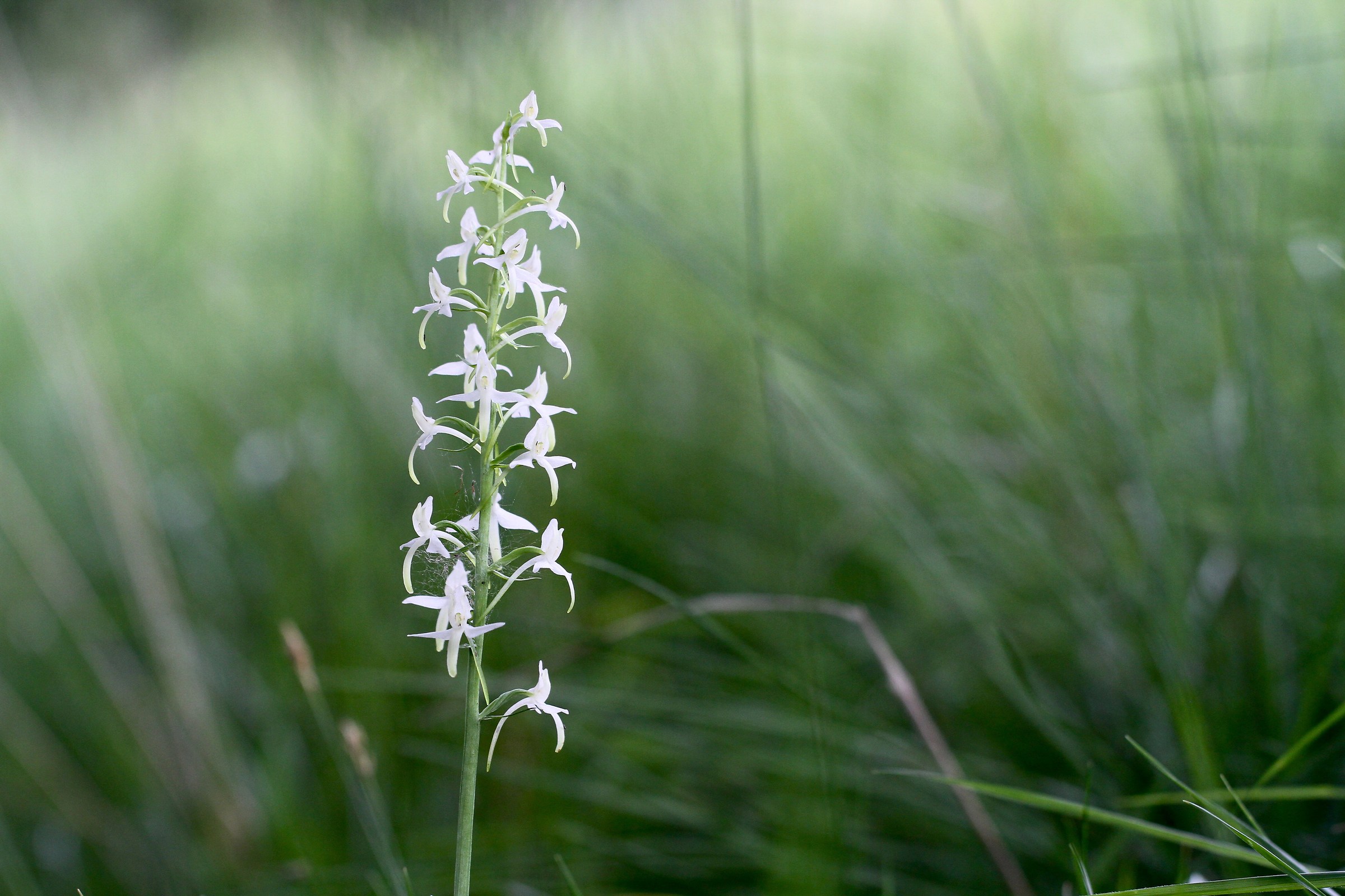 Platanthera bifolia