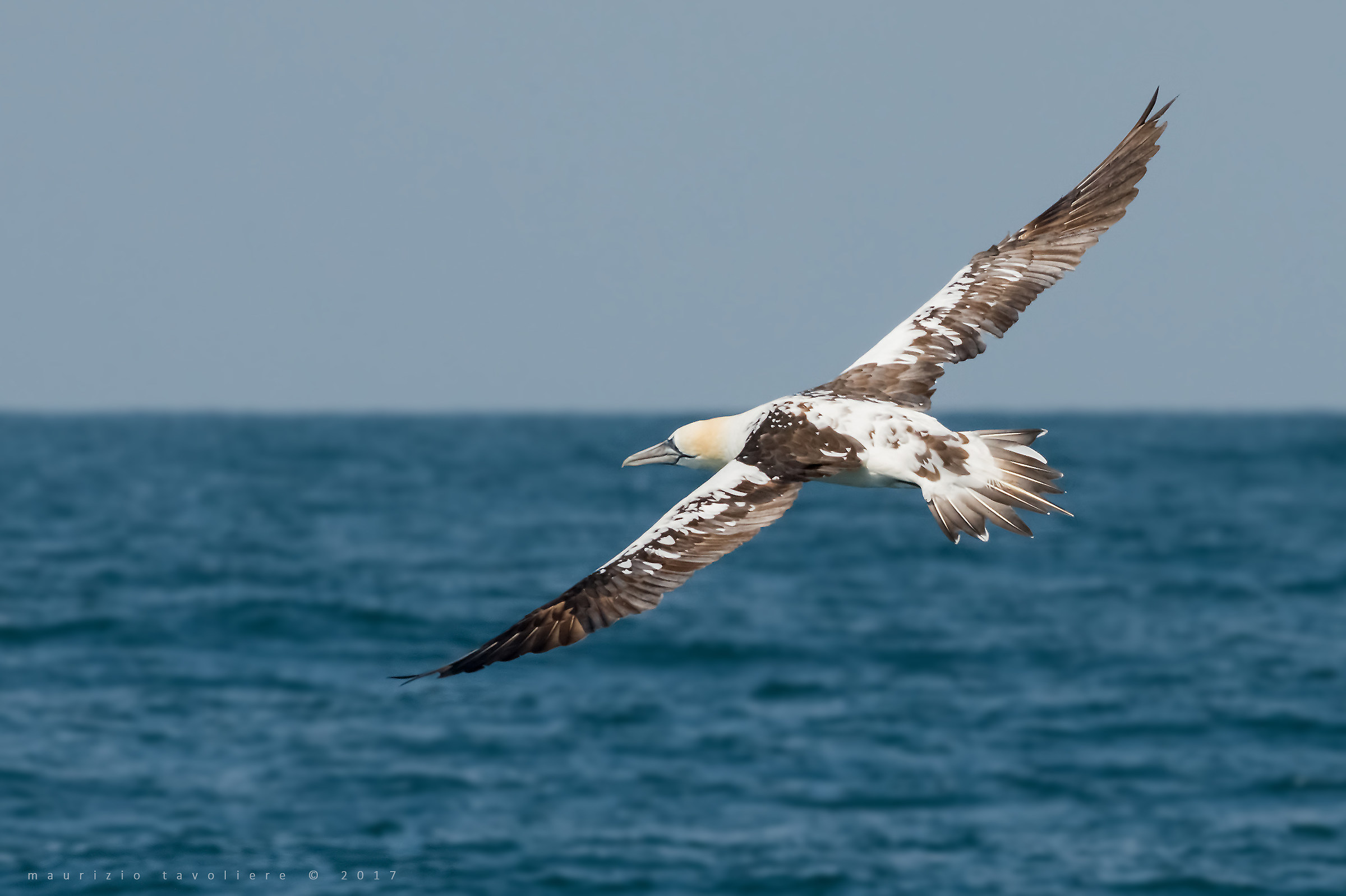 Lasciate che la Libertà regni !!