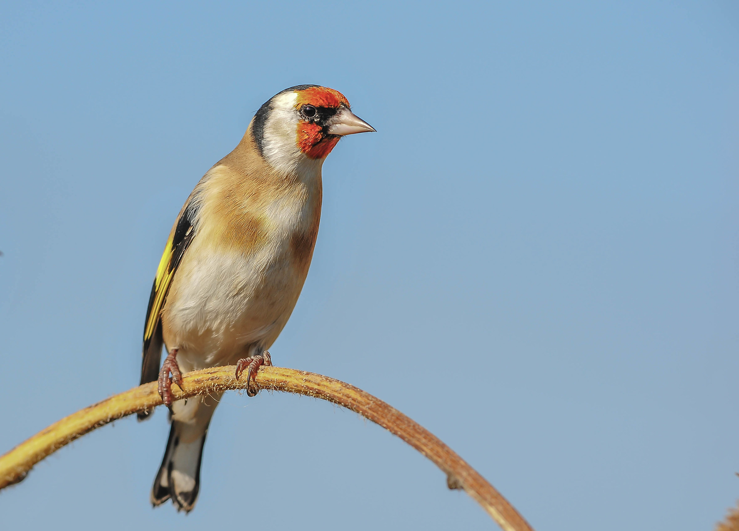 Goldfinch