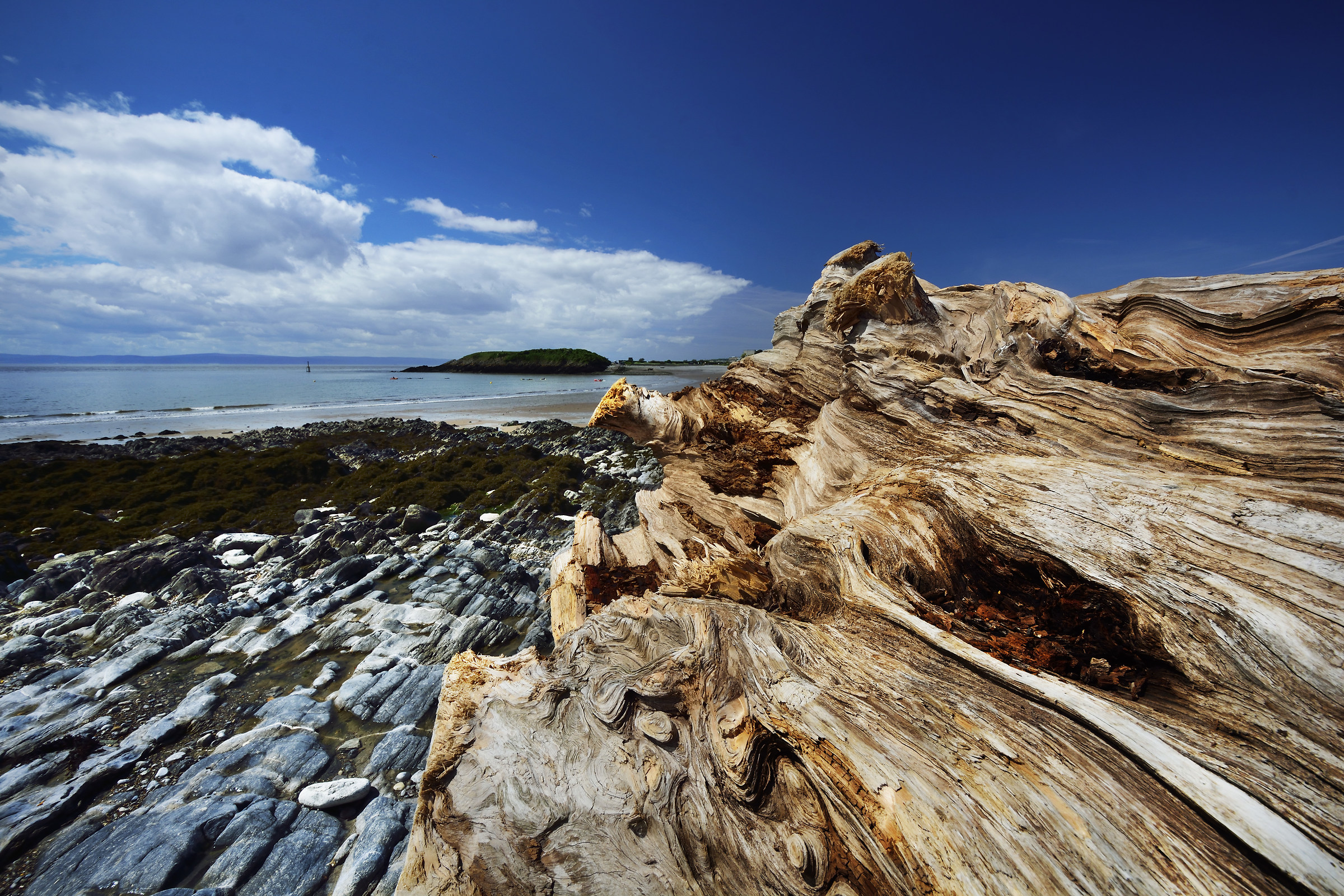 Tree Trunk on a Beach