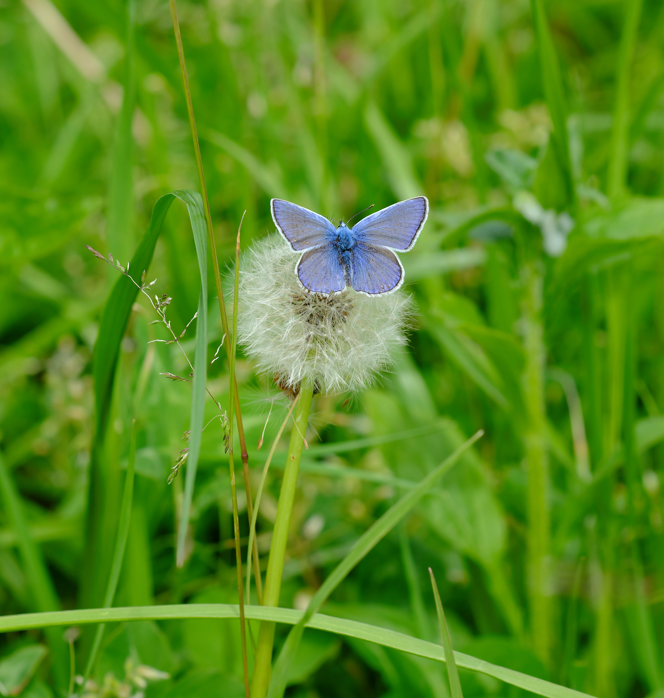 Soffione con farfallina