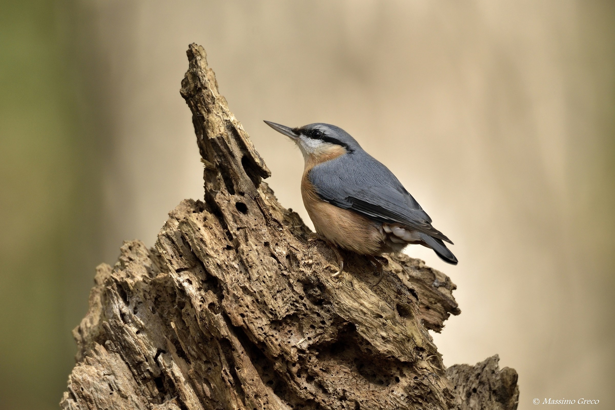 Picchio muratore (Sitta europaea)