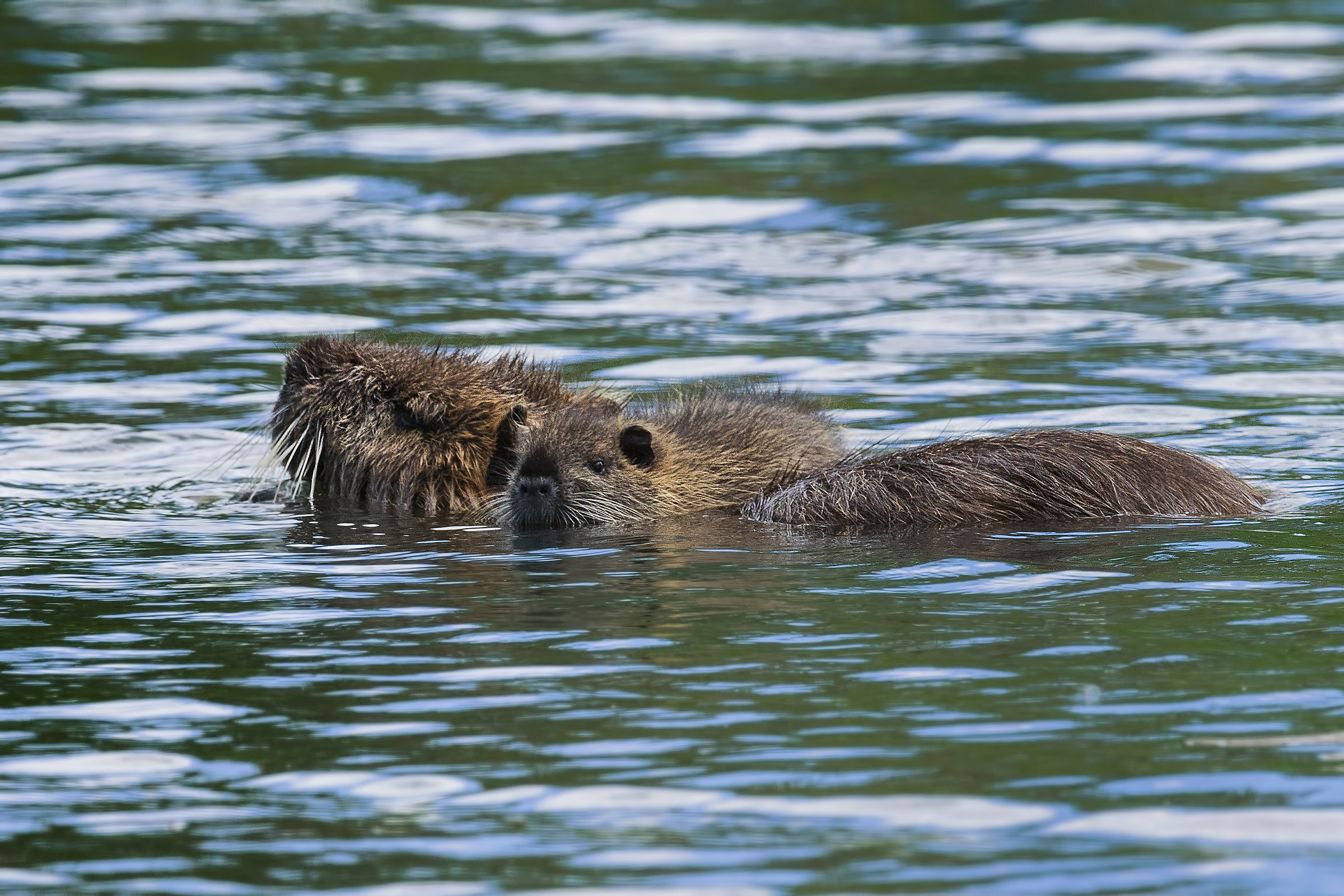 Mother nutrients with offspring