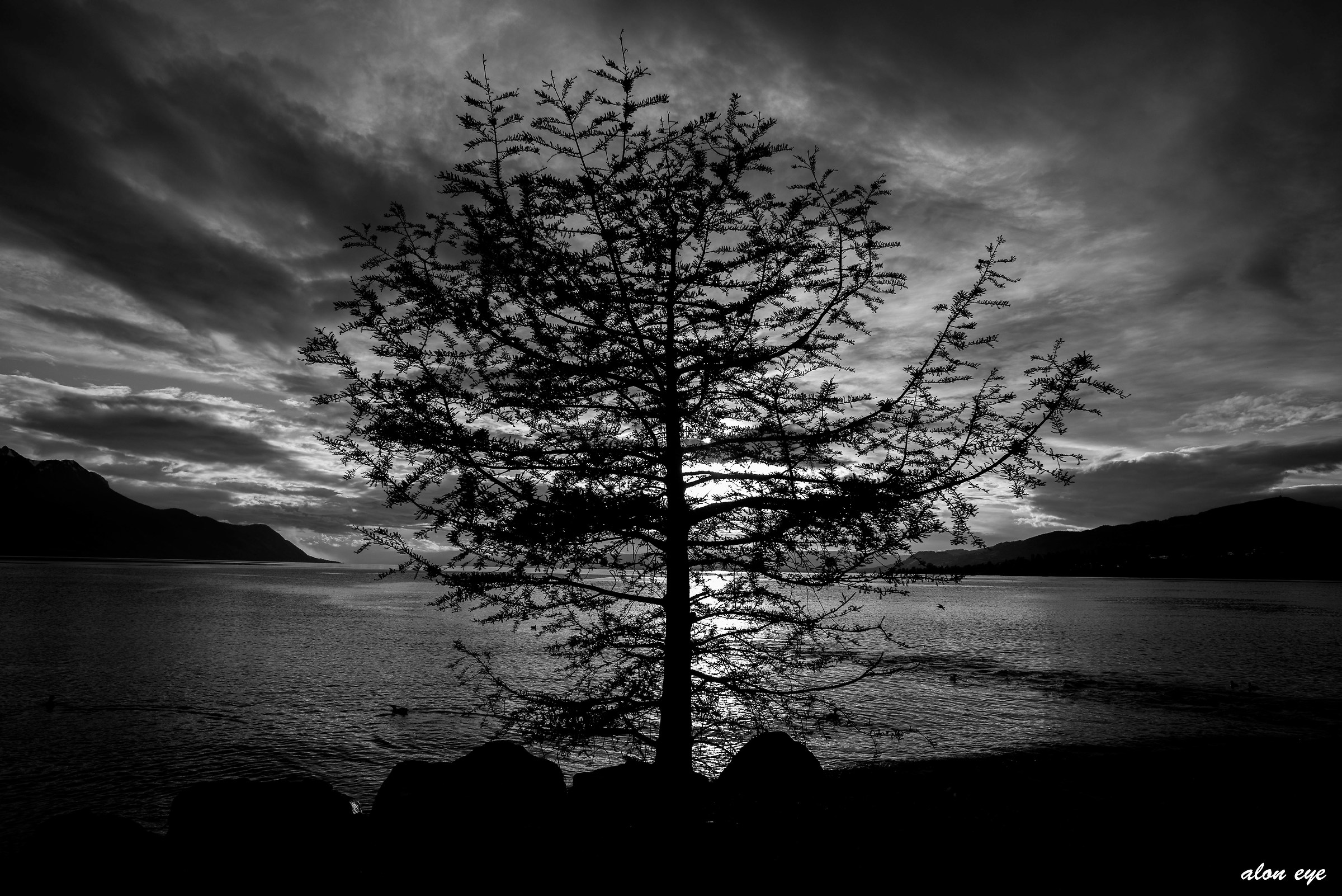 The dark side of the tree