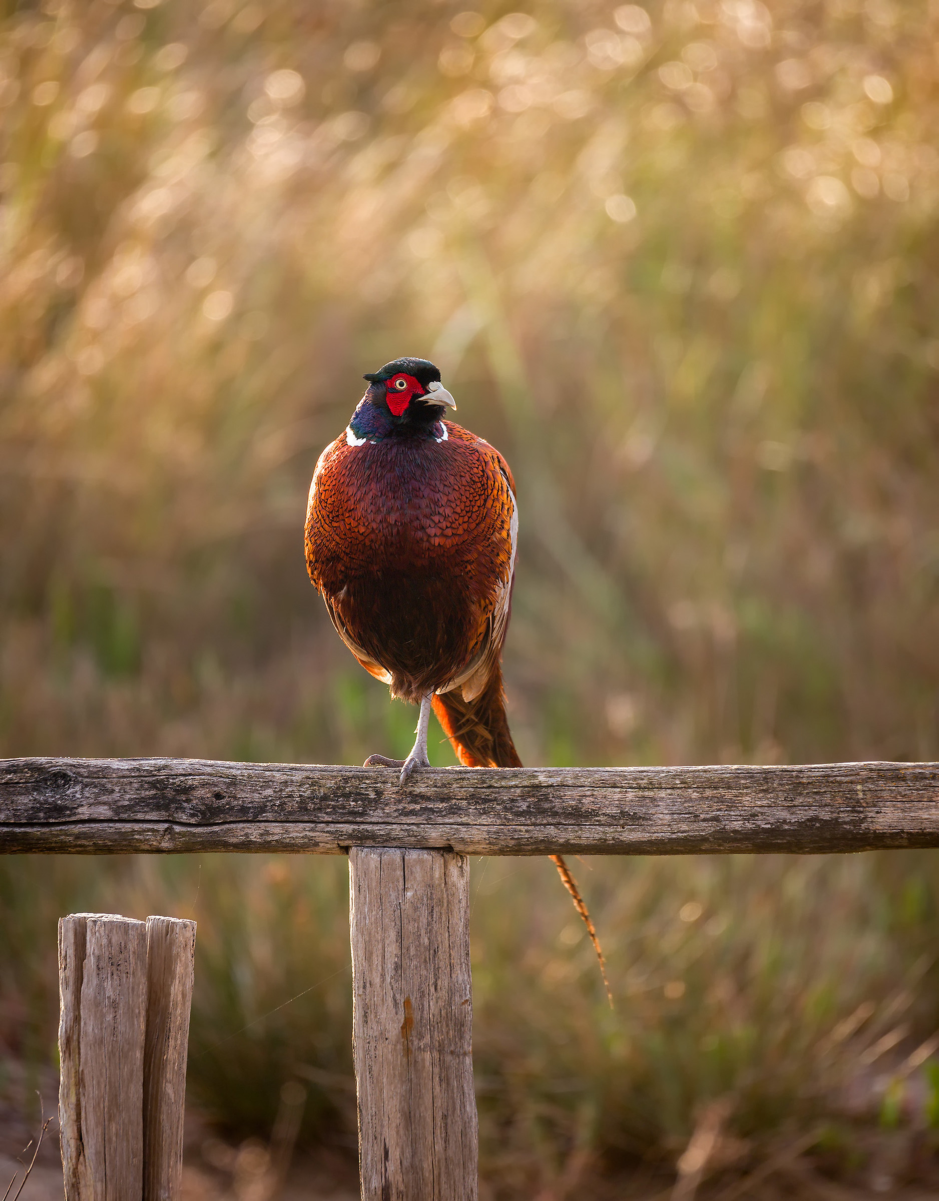 Pheasant - Porto Caleri