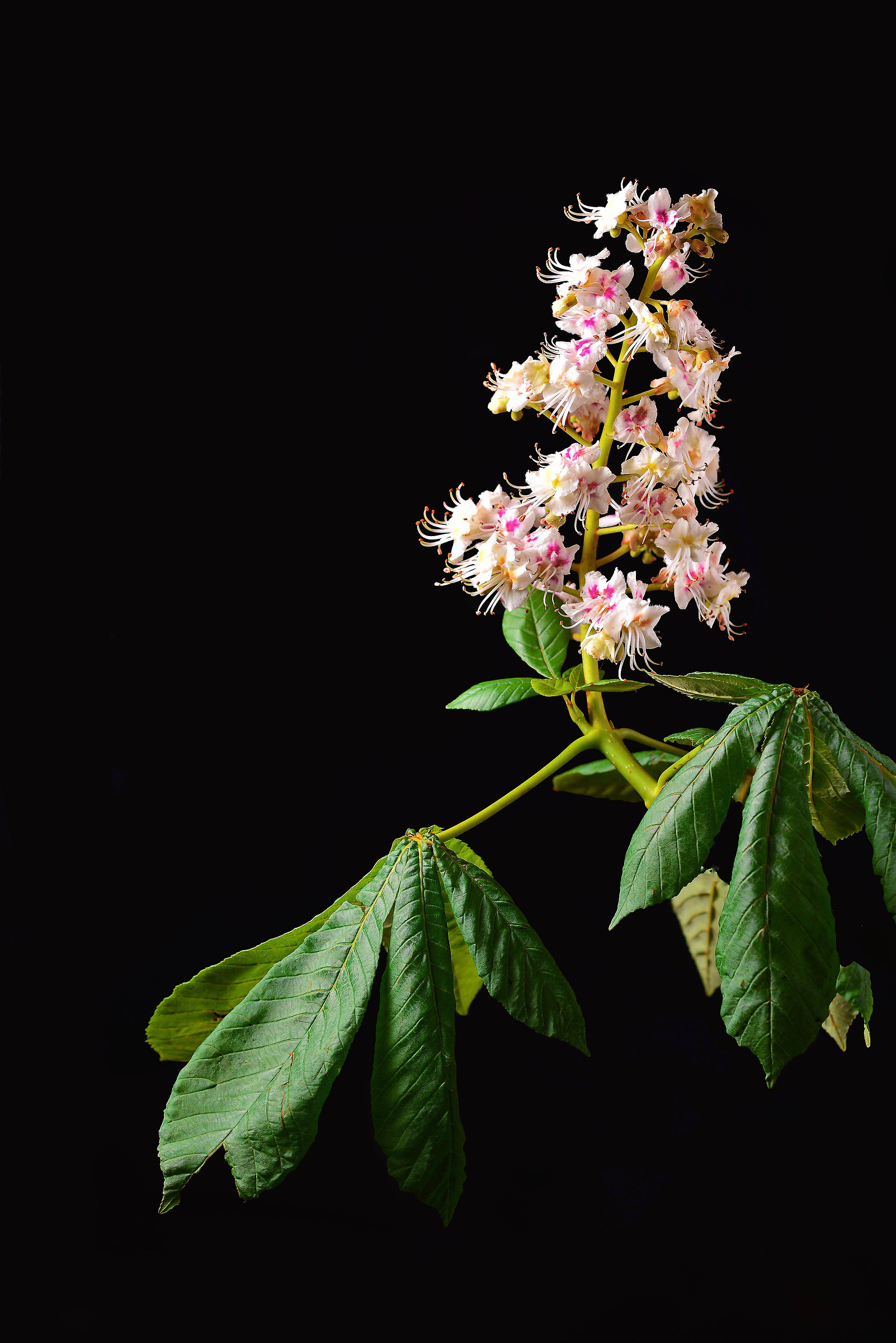 Horse chestnut in bloom