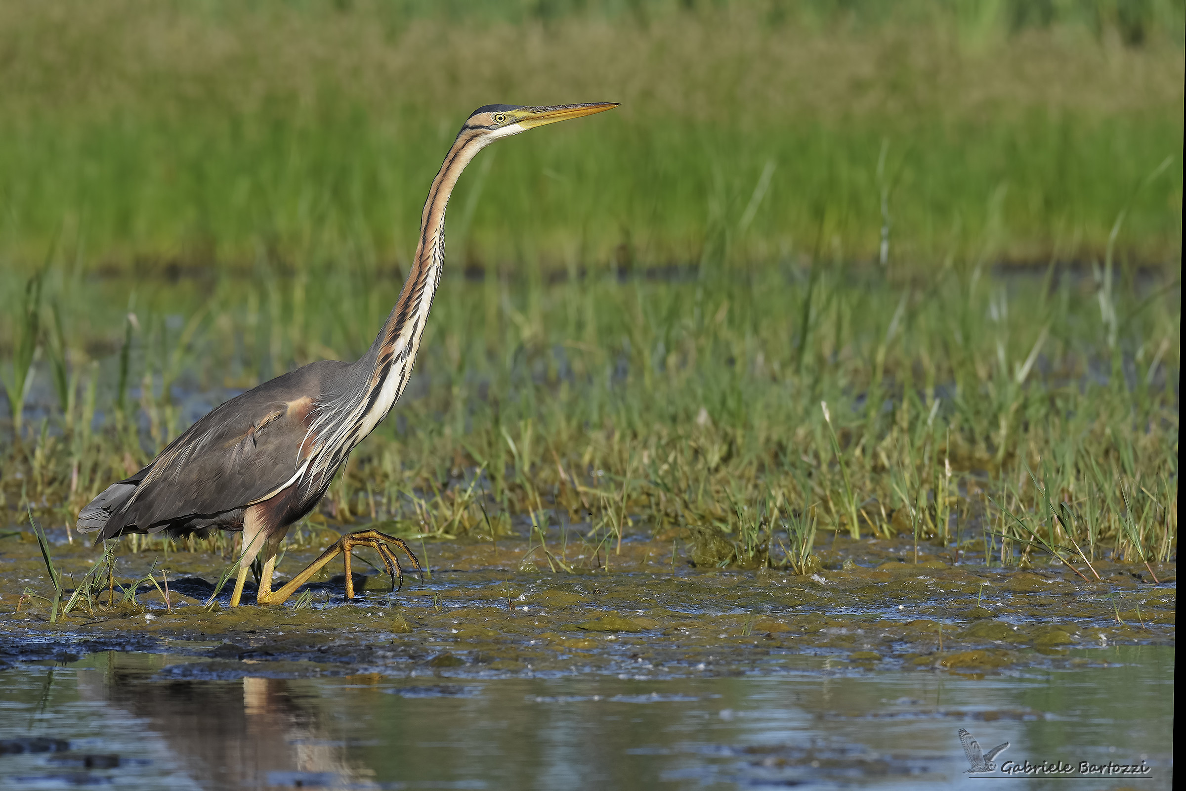 airone rosso (Ardea purpurea)