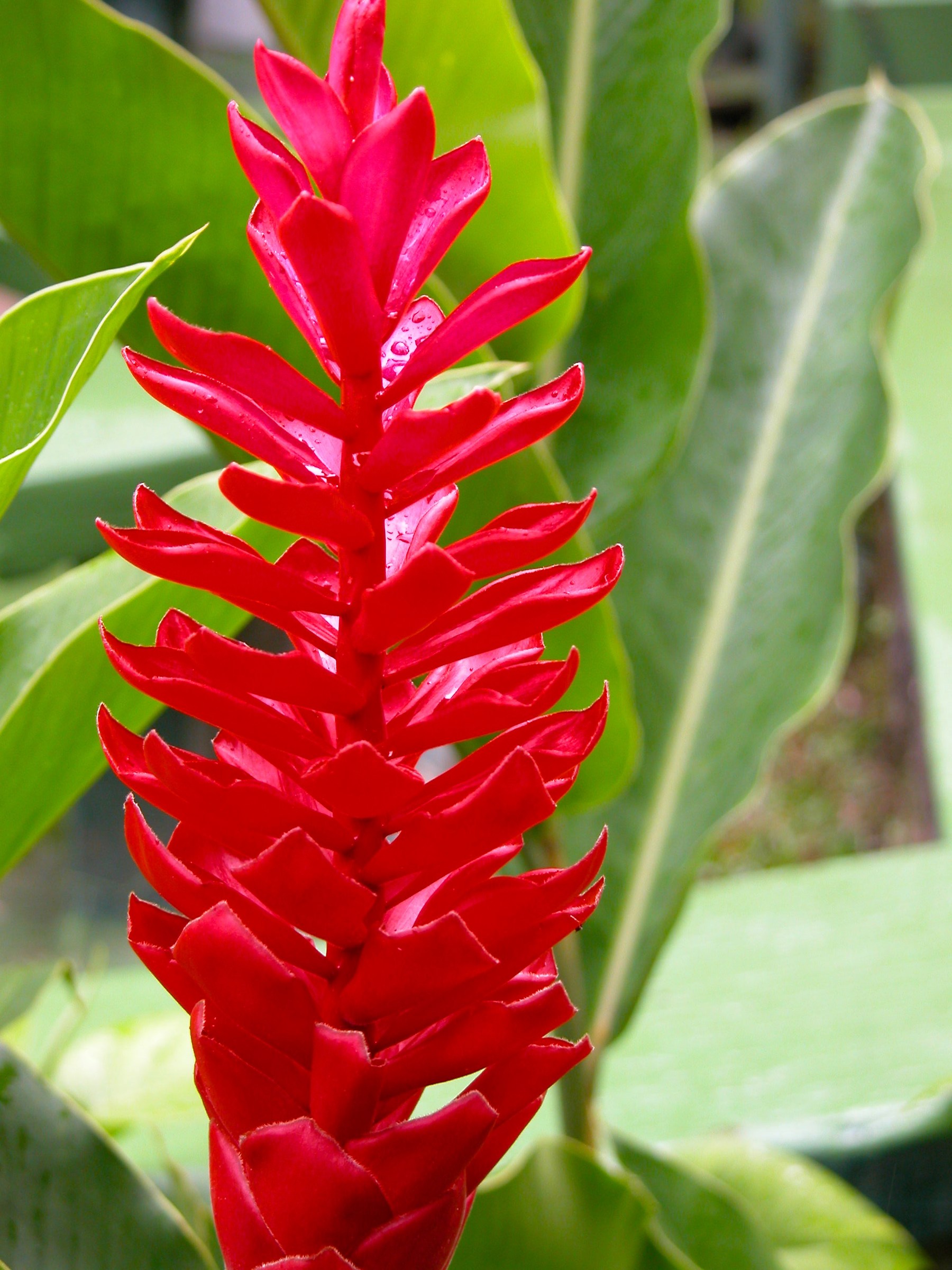 Flower between the leaves