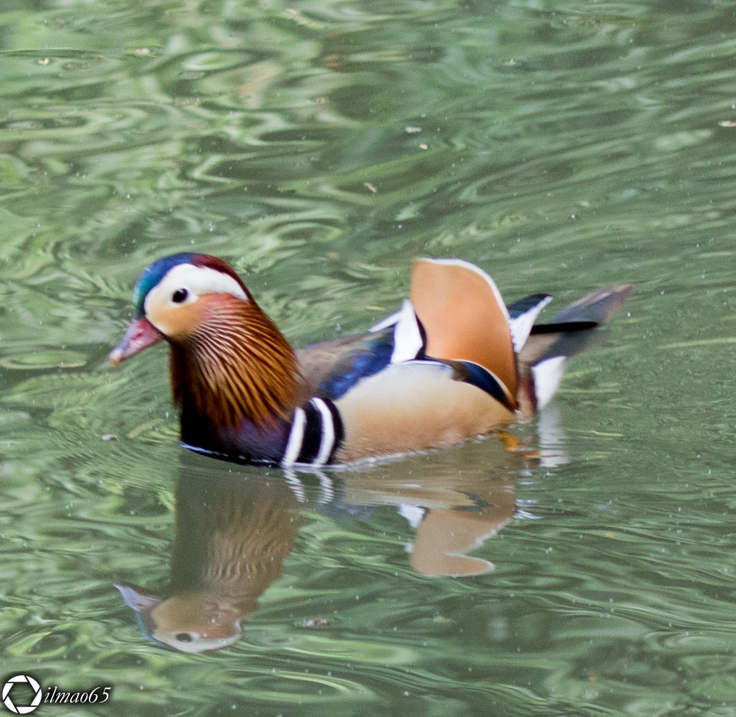 Mandarin duck