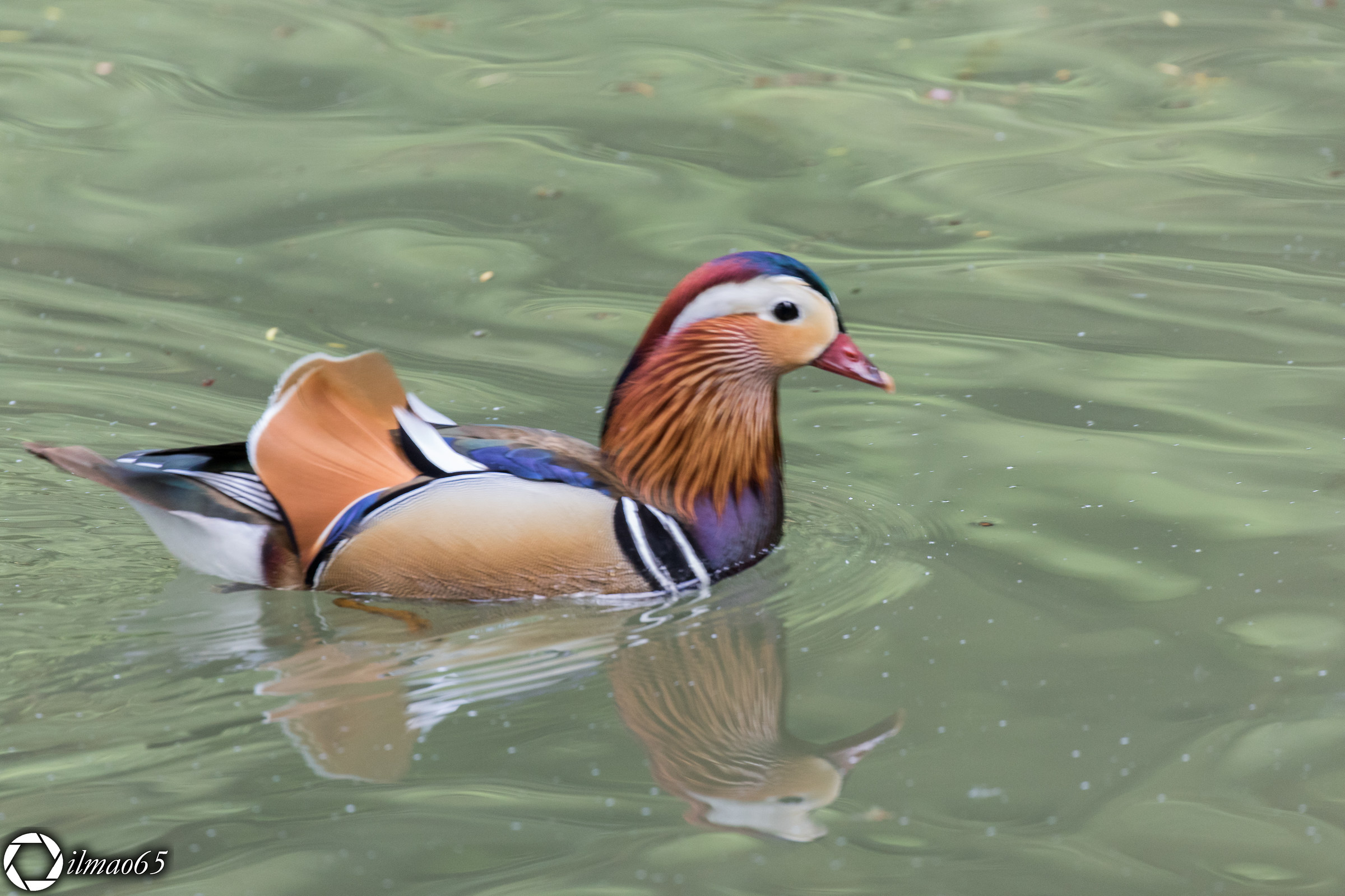 Mandarin duck