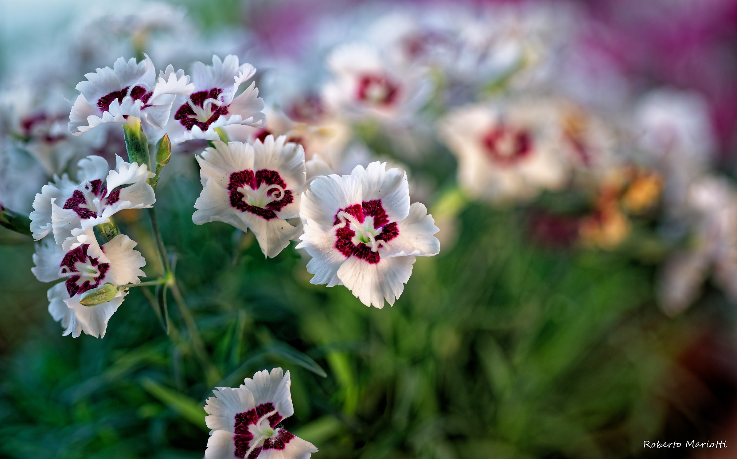 Garofanine (Macro-Brenizer)