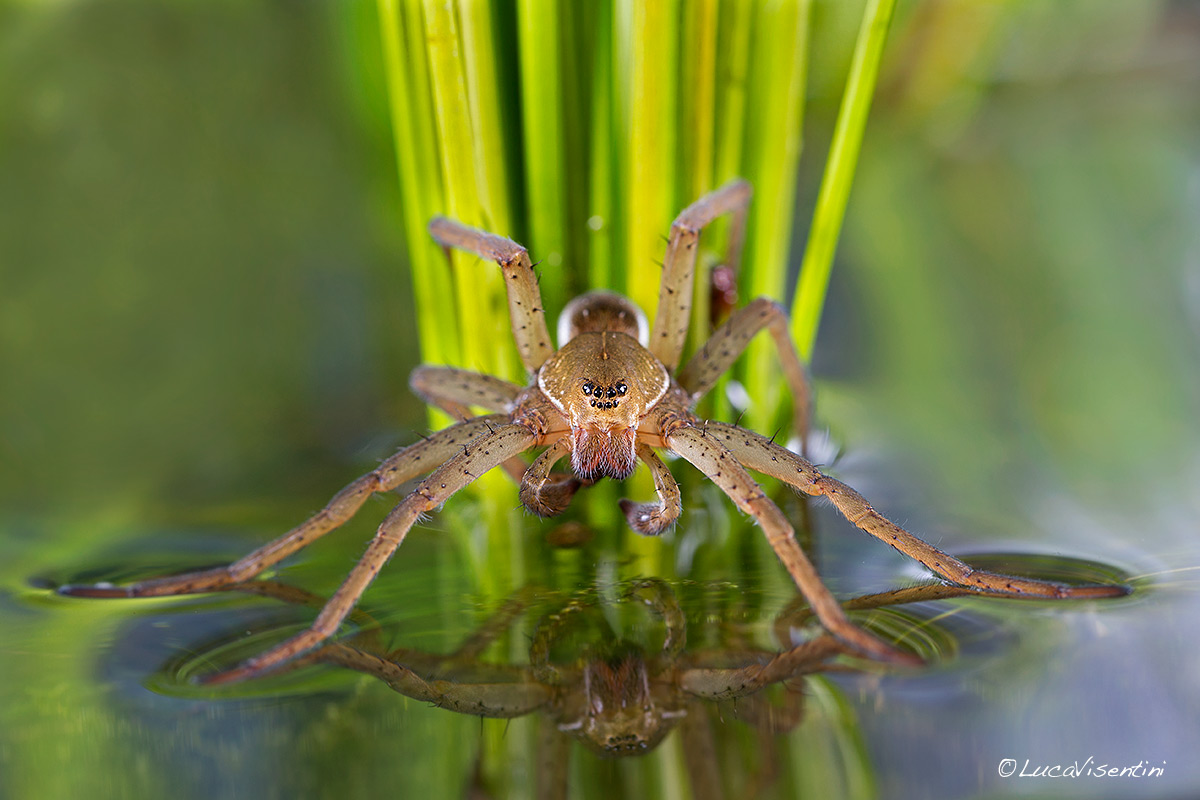 Dolomedes fimbriatus