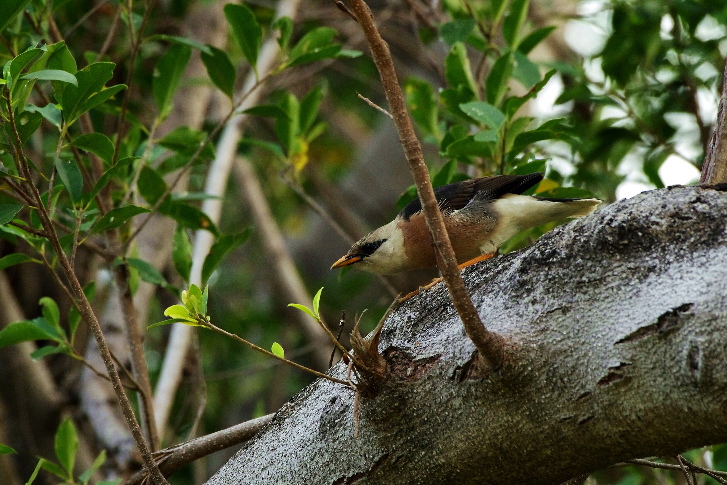 Vinous-breasted Starling