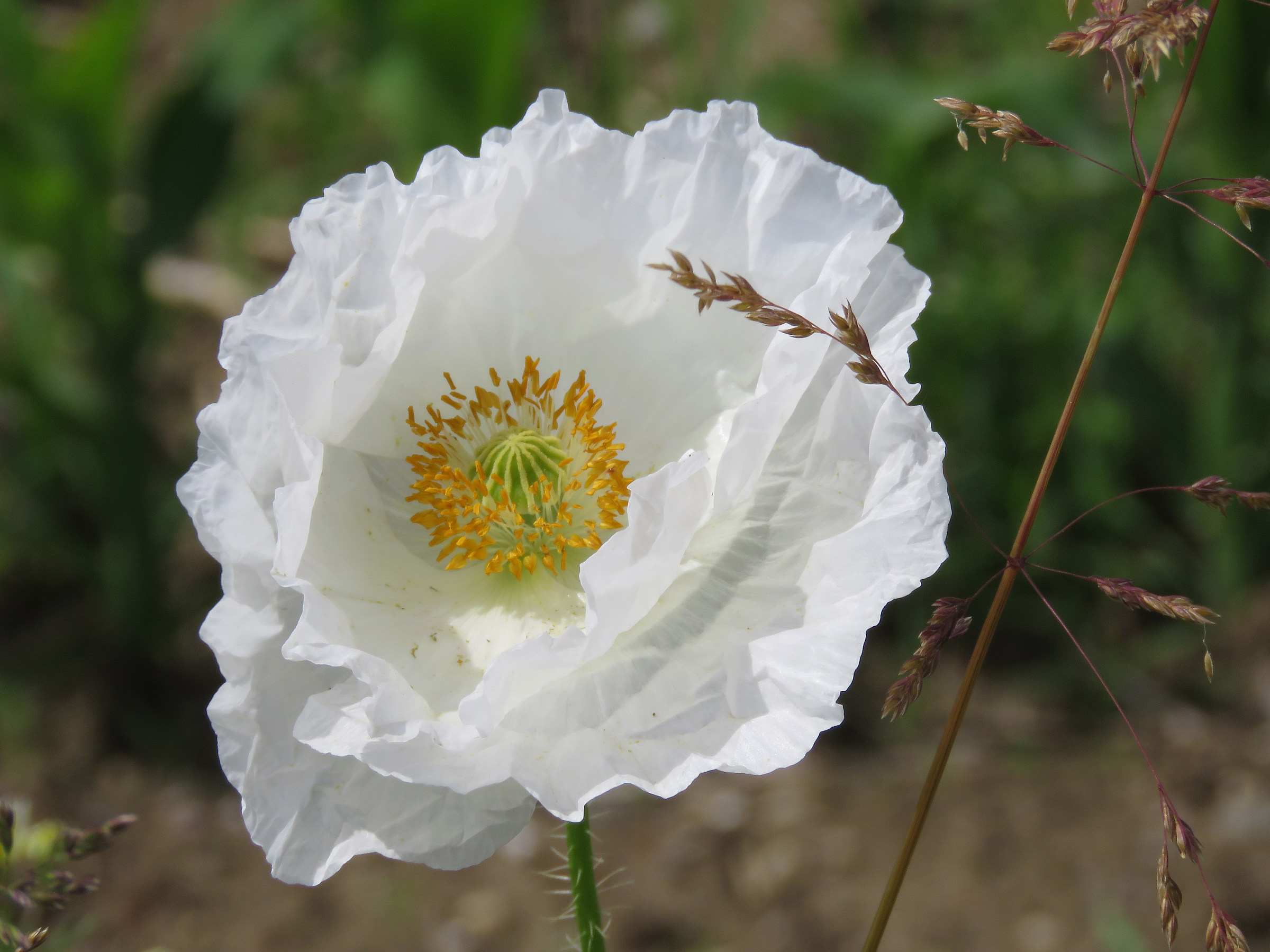 White poppy