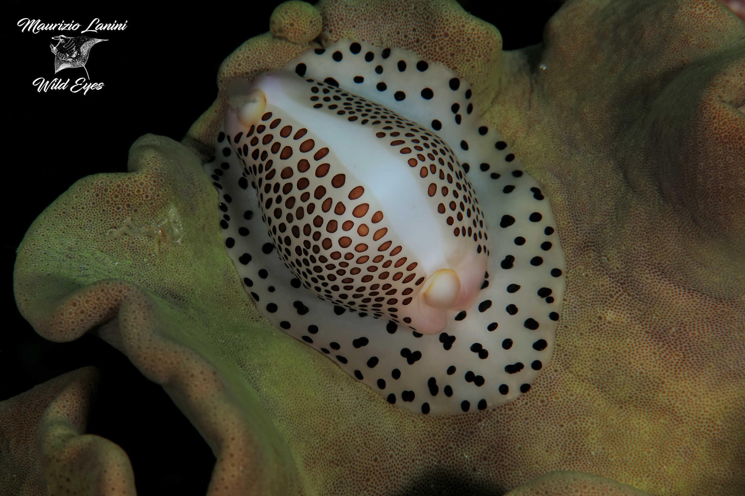 Ovulids on soft coral