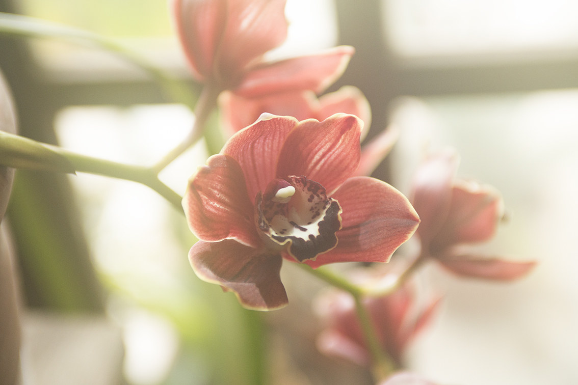 Lazarus before review 3