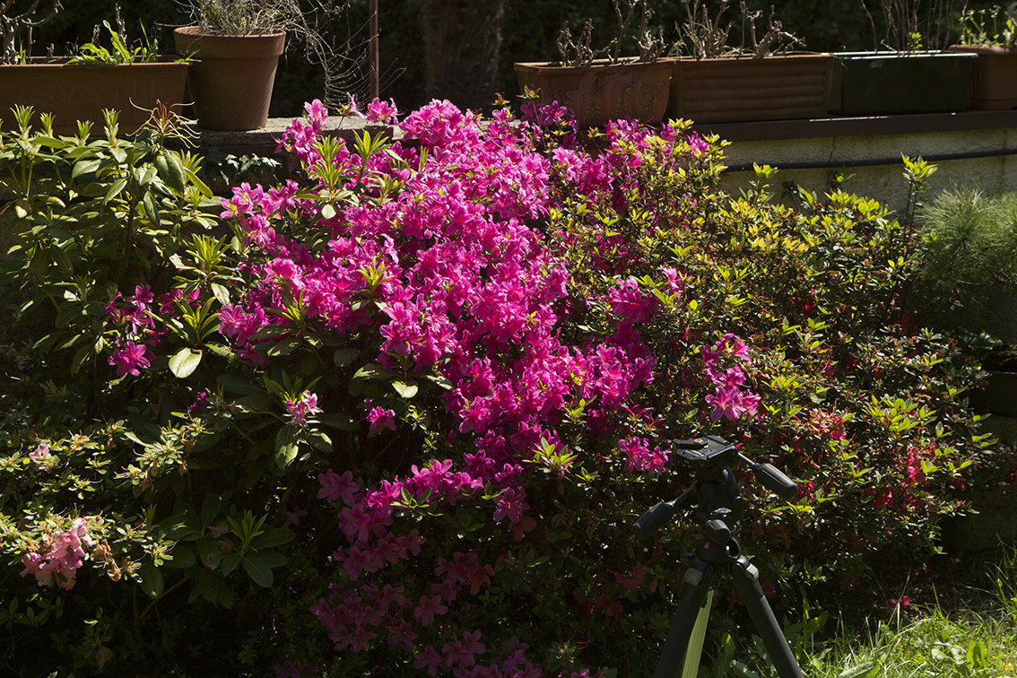 Canon EF 28-70mm f / 2.8 L USM revised