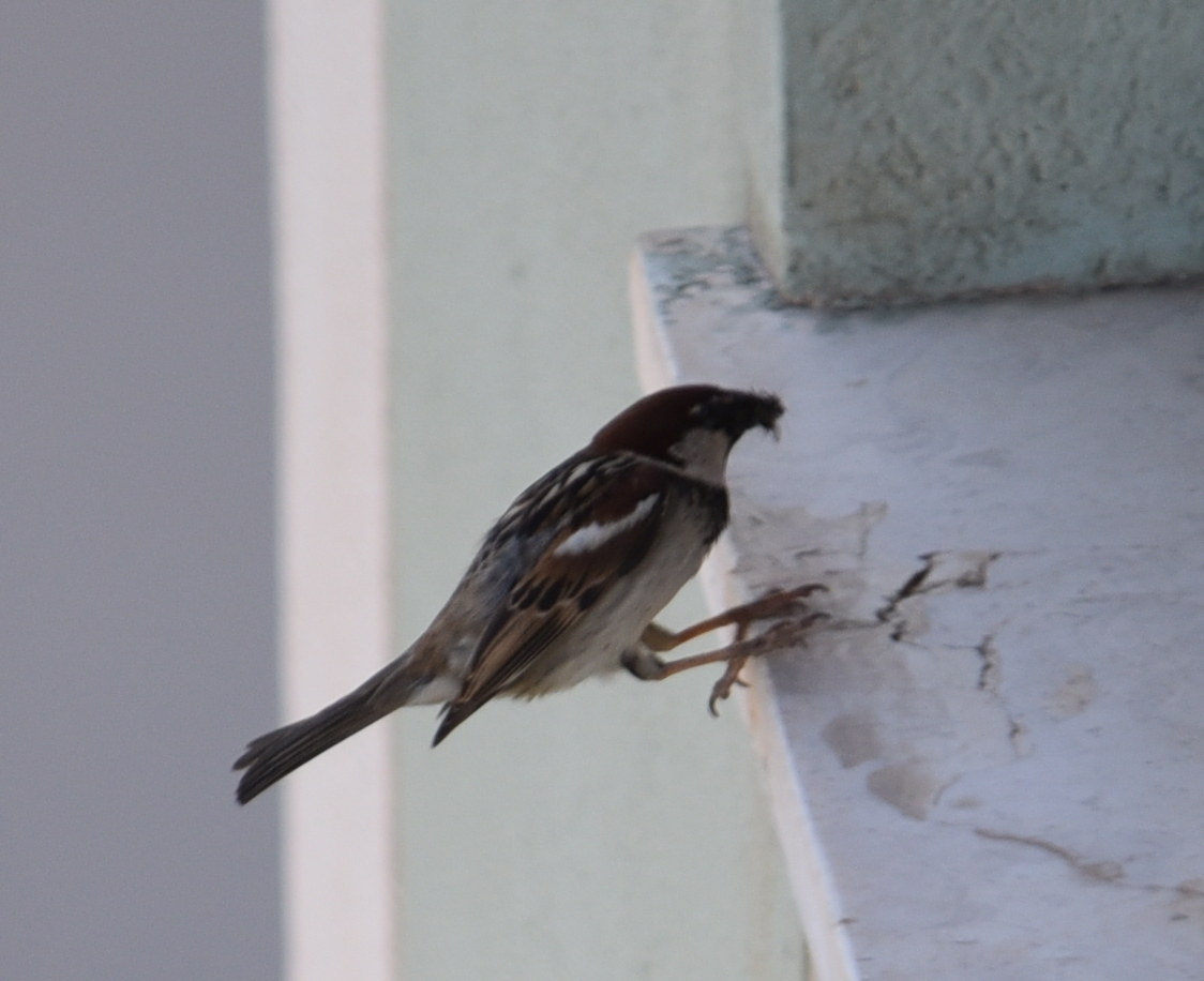 With the food ... on the sill!