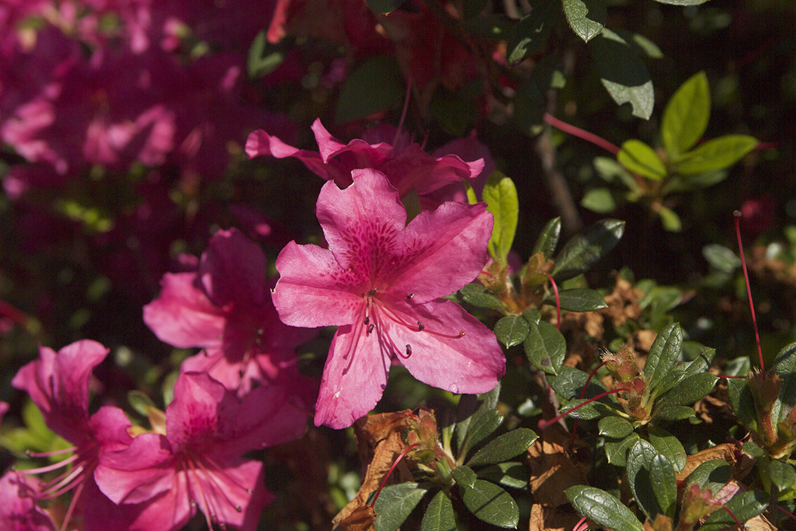 Canon EF 28-70mm f/2.8 L USM   revisionato