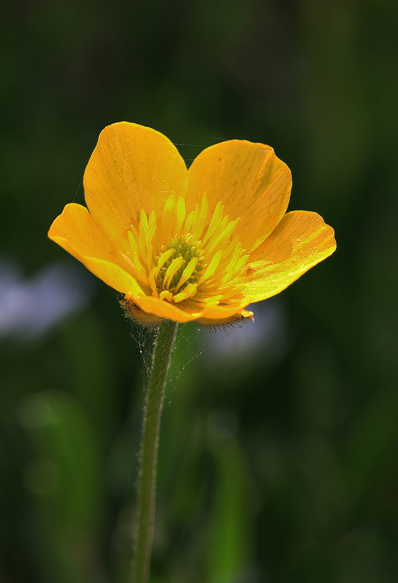 In the middle of the grass ...