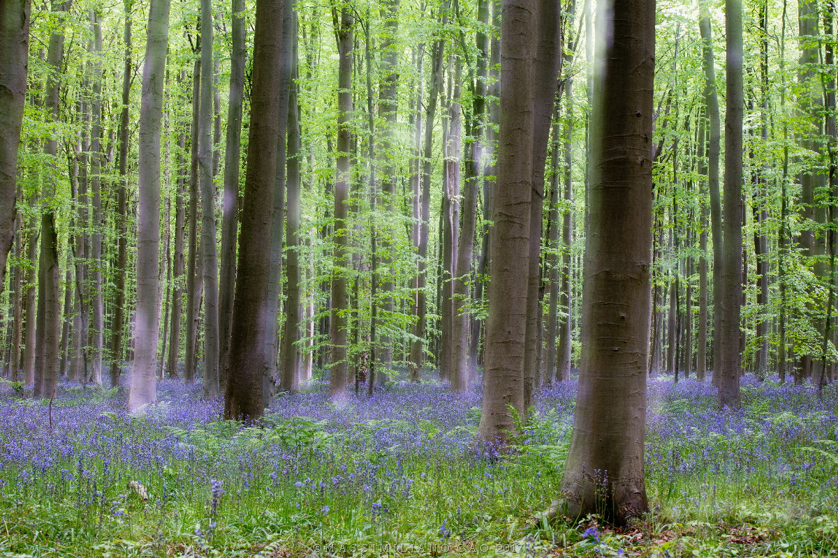 The magic of Hallerbos