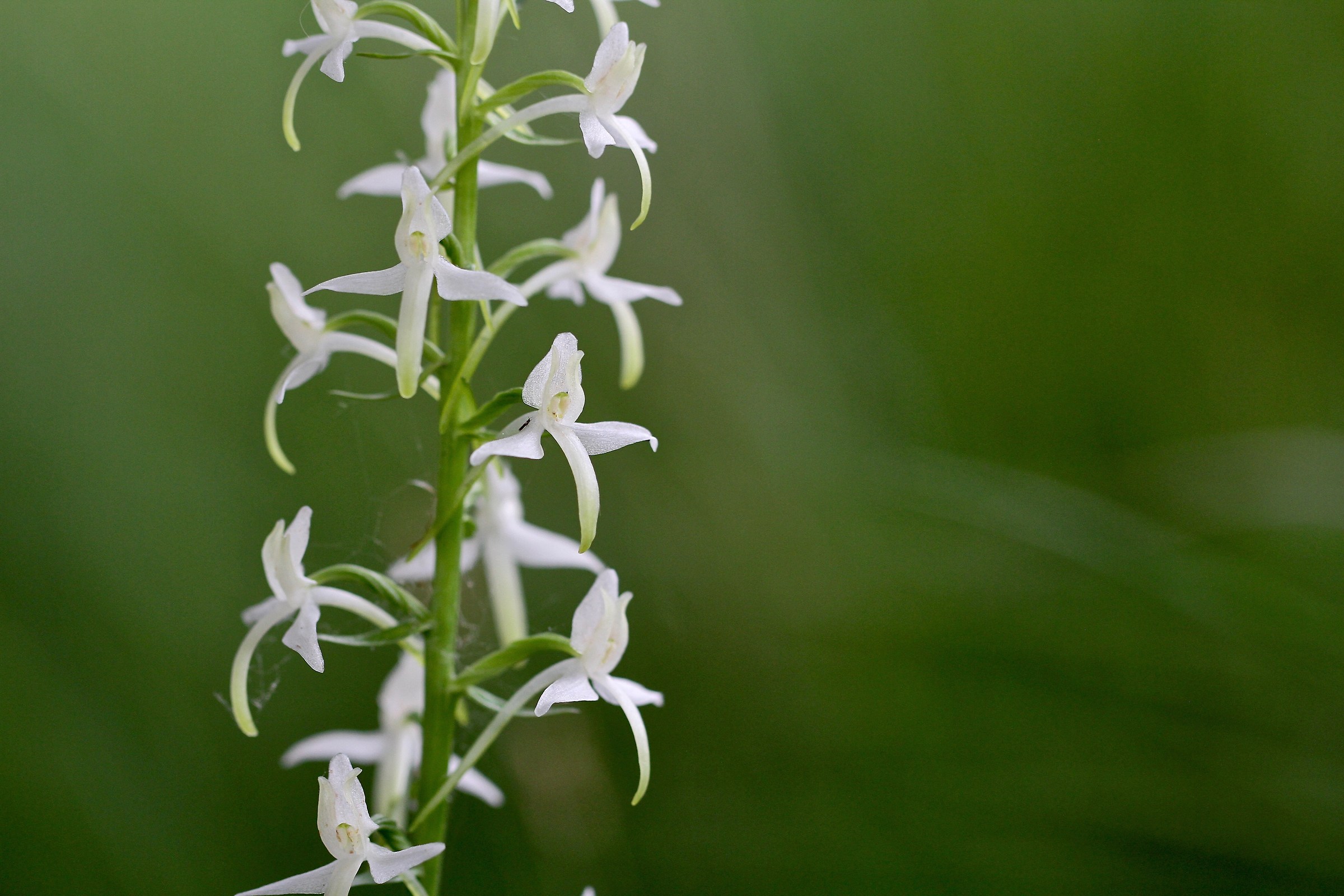 Platanthera bifolia