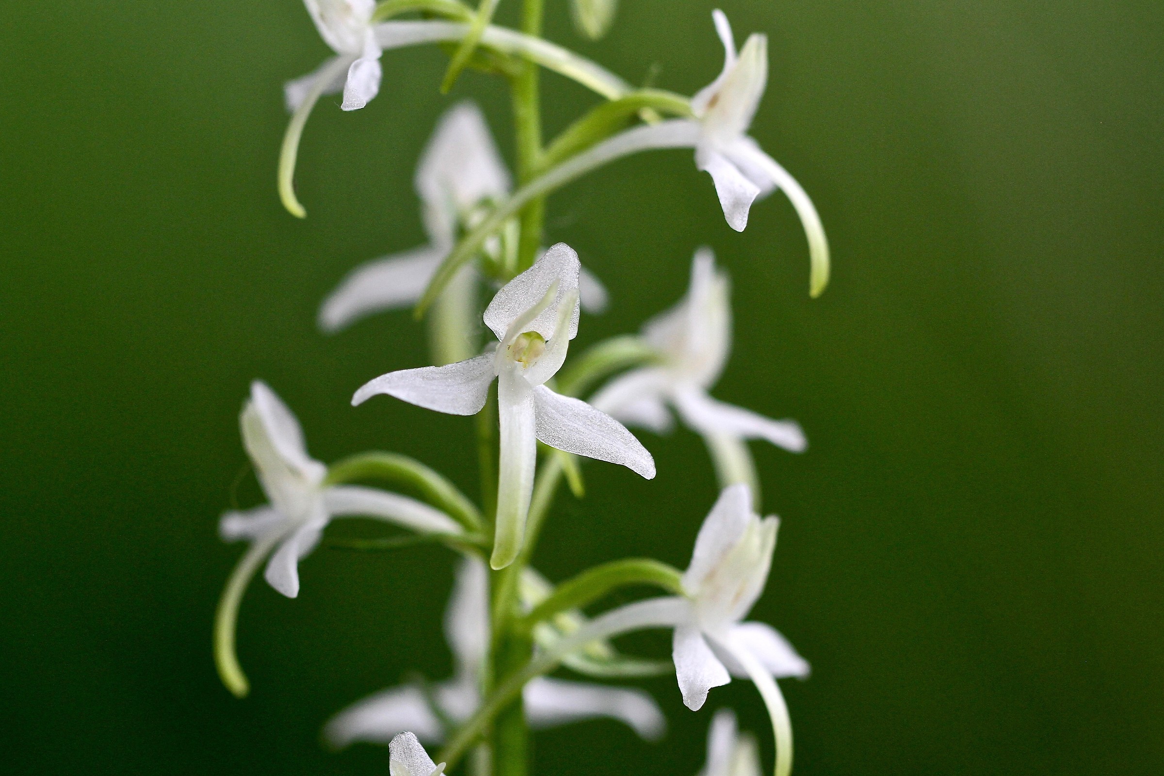 Platanthera bifolia